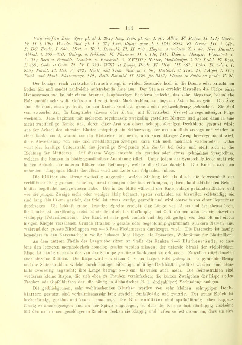 Vitis vinifera Linn. Spec. pl. ed. I. 202; Jacq. Icon. pl. rar. I. 50; Allion. Fl. Pedem. II. 124; Gärtn. Fr. II. t. 106; Woodv. Med. pl. I. t. 57; Lam. Illustr. gern. I. t. 134; Sibth. Fl. Graec. III. t. 242; P. DC. Prodr. I. 633; Mert. u. Koch, Deutschi. Fl. II. 278; Hayne, Arzneigew. X. t. 40; Nees, Düsseid. Abbild, t. 369—370; Guimp. u. Schlecht. Fl. Pliarmac. II. t. 140, 141; Babo u. Metzger, Weinstock, t. 1—54; Berg u. Schmidt, Dar stell, u. Beschreib, t. X VIIIa; Köhler, Medizinalpfl. t. 51; Ledeb. Fl. Ross. I. 458; Godr. et Gren. Fl. Fr. I. 323; Willk. et Lange, Prodr. Fl. Hisp. III. 567; Boiss. Fl. Orient. I. 955; Parlat. Fl. Ital. V. 482; Bentl. and Trim. Med. pl. t. 66; Battand. et Trab. Fl. d'Alger I. 171; Fliick. and Hanb. Pliarmacogr. 140; Baill. Bot med. II. 1326. fig. 3315; Planch. in Suites au prodr. V. 21. Der holzige, reich verästelte Strauch steigt in wildem Zustande hoch in die Bäume oder kriecht am Boden hin und sendet zahlreiche aufstrebende Äste aus. Der Stamm erreicht bisweilen die Dicke eines Mannesarmes und ist mit einem braunen, langfaserigen Periderm bedeckt; das zähe, biegsame, bräunliche Holz enthält sehr weite Gefässe und zeigt breite Markstrahlen, an jüngeren Ästen ist es grün. Die Äste sind stielrund, stark gestreift, an den Knoten verdickt, gerade oder zickzackförmig gebrochen. Sie sind von zweierlei Art, da Langtriebe (Loden oder Lotten) mit Kurztrieben (Geizen) in regelmässiger Folge wechseln. Jene beginnen mit mehreren regelmässig zweizeilig gestellten Blättern und geben dann in eine meist zweitheilige Banke aus, deren einer Arm von einem schuppenförmigen Deckblatte gestützt wird; aus der Achsel des obersten Blattes entspringt ein Seitenzweig, der nur ein Blatt erzeugt und wieder in einer Banke endet, worauf aus der Blattachsel ein neuer, aber zweiblättriger Zweig hervorgebracht wird, diese Abwechslung von ein- und zweiblättrigen Zweigen kann sich noch mehrfach wiederholen. Dabei wirft -der kräftige Seitenstrahl das jeweilige Zweigende (die Batike) bei Seite und stellt sich in die Bichtung der Mutteraxe. Auf diesem Wege entsteht ein gerades oder etwas geknicktes Sympodiura, welches die Banken in blattgegenständiger Anordnung trägt. Unter jedem der Sympodialglieder steht wie in den Achseln der unteren Blätter eine Beiknospe, welche die Geize darstellt. Die Knospe aus dem untersten schuppigen Blatte derselben wird zur Lotte des folgenden Jahres. Die Blätter sind streng zweizeilig angereiht, welche Stellung ich als durch die Anwesenheit der verhältnissmässig grossen, schiefen, lineal oblongen oder fast eiförmigen, spitzen, bald abfallenden Neben- blätter begründet nachgewiesen habe. Die in der Mitte während der Knospenlage gefalteten Blätter sind wie die jungen Zweige mehr oder weniger filzig behaart, später verkahlen sie bisweilen vollständig; sie sind lang (bis 10 cm) gestielt, der Stiel ist etwas kantig, gestreift und wird oberseits von einer Begenrinne durchzogen. Die lebhaft grüne, krautige Spreite erreicht eine Länge von 15 cm und ist ebenso breit, ihr Umriss ist herzförmig, meist ist sie tief drei- bis fünf lappig, bei Culturformen aber ist sie bisweilen viellappig (Petersilienwein). Der Band ist sehr grob einfach und doppelt gesägt, von dem oft mit einem filzigen Knopfe versehenen Grunde strahlen 5 gerade oder bogenförmig gekrümmte stärkere Nerven aus, während der grösste Mittellappen von 5—6 Paar Fiedernerven durchzogen wird. Die Unterseite ist häufig, besonders in den Nervenachseln wollig behaart (hier liegen die Domatien, Wohnräume für Blattmilben). An dem unteren Theile der Langtriebc sitzen an Stelle der Banken 2—5 Blüthenstände, so dass jene den letzteren morphologisch homolog gesetzt werden müssen; der unterste Strahl der vielblüthigen Bispe ist häufig noch als der von der Schuppe gestützte Bankenast zu erkennen. Zuweilen trägt derselbe auch einzelne Blüthen. Die Bispe wird von einem 4—6 cm langen Stiel getragen, ist pyramidenförmig und die Seitenstrahlen, welche durch häutige, eiförmige, abfällige Deckblätter gestützt werden, sind eben- falls zweizeilig angereiht; ihre Länge beträgt 5—8 cm, bisweilen auch mehr. Die Seitenstrahlen sind wiederum kleine Bispen, die sich oben zu Trauben vereinfachen; die kurzen Zweigehen der Bispe stellen Trauben mit Gipfelblüthen dar, die häufig in dichasischer (d. h. dreigabliger) Verbindung endigen. Die gelblichgrünen, sehr wohlriechenden Blüthen werden von sehr kleinen, schuppigen Deck- blättern gestützt, sind verhältnissmässig lang gestielt, fünfgliedrig und zwittrig. Der grüne Kelch ist becherförmig, gezähnt und kaum 1 mm lang. Die Blumenblätter sind spathelförmig, oben kappen- förmig zusammengezogen und an der Spitze eingebogen, so dass die Knospe fast fünflappig erscheint; mit den nach innen geschlagenen Bändern decken sie klappig und haften so fest zusammen, dass sie sich