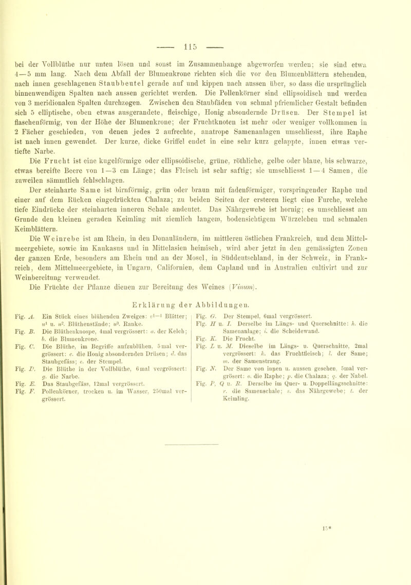 bei der Vollblüthe nur unten lösen und sonst im Zusammenhänge abgeworfen werden; sie sind etwa 4—5 mm lang. Nach dem Abfall der Blumenkrone richten sich die vor den Blumenblättern stehenden, nach innen geschlagenen Staubbeutel gerade auf und kippen nach aussen über, so dass die ursprünglich binnenwendigen Spalten nach aussen gerichtet werden. Die Pollenkörner sind ellipsoidisch und werden von 3 meridionalen Spalten durchzogen. Zwischen den Staubfäden von schmal pfriemlicher Gestalt befinden sich 5 elliptische, oben etwas ausgerandete, fleischige, Honig absondernde Drüsen. Der Stempel ist flaschenförmig, von der Höhe der Blumenkrone; der Fruchtknoten ist mehr oder weniger vollkommen in 2 Fächer geschieden, von denen jedes 2 aufrechte, anatrope Samenanlagen umschliesst, ihre Raphe ist nach innen gewendet. Der kurze, dicke Griffel endet in eine sehr kurz gelappte, innen etwas ver- tiefte Narbe. Die Frucht ist eine kugelförmige oder ellipsoidische, grüne, röthliche, gelbe oder blaue, bis schwarze, etwas bereifte Beere von 1—3 cm Länge; das Fleisch ist sehr saftig; sie umschliesst 1 — 4 Samen, die zuweilen sämmtlich fehlschlagen. Der steinharte Same ist bimförmig, grün oder braun mit fadenförmiger, vorspringender Raphe und einer auf dem Rücken eingedrückten Chalaza; zu beiden Seiten der ersteren liegt eine Furche, welche tiefe Eindrücke der steinharten inneren Schale andeutet. Das Nährgewebe ist hornig; es umschliesst am Grunde den kleinen geraden Keimling mit ziemlich langem, bodensichtigem Würzelchen und schmalen Keimblättern. Die Weinrebe ist am Rhein, in den Donauländern, im mittleren östlichen Frankreich, und dem Mittel- meergebiete, sowie im Kaukasus und in Mittelasien heimisch, wird aber jetzt in den gemässigten Zonen der ganzen Erde, besonders am Rhein und an der Mosel, in Süddeutschland, in der Schweiz, in Frank- reich, dem Mittelmeergebiete, in Ungarn, Californien, dem Capland und in Australien cultivirt und zur Weinbereitung verwendet. Die Früchte der Pflanze dienen zur Bereitung des Weines (Vinurn). Fig. A. Fig. B. Fig. C. Fig. Z>. Fig. E. Fig. F. Abbildungen. Erklärung der Ein Stück eines blühenden Zweiges: v1—1 Blätter; u1 u. u2. Blüthenstände; u3. Banke. Die Blüthenknospe, 4mal vergrössert: a. der Kelch; 6. die Blumenkrone. Die Blüthe, im Begriffe aufzublühen, 5 mal ver- grössert: c. die Honig absondernden Drüsen; d. das Staubgefäss; e. der Stempel. Die Blüthe in der Vollblüthe, 6mal vergrössert: g. die Narbe. Das Staubgefäss, 12mal vergrössert. Pollenkörner, trocken u. im Wasser, 250mal ver- grössert. Fig. Gr. Der Stempel, 6mal vergrössert. Fig. H u. I. Derselbe im Längs- und Querschnitte: h. die Samenanlage; i. die Scheidewand. Fig. K. Die Frucht. Fig. L u. M. Dieselbe im Längs- u. Querschnitte, 2mal vergrössert: k. das Fruchtfleisch; l. der Same; m. der Samenstrang. Fig. N. Der Same von innen u. aussen gesehen, 5mal ver- grösert: o. die Raphe; p. die Chalaza; q. der Nabel. Fig. P, Q u. JR. Derselbe im Quer- u. Doppellängsschnitte: r. die Samenschale; s. das Nährgewebe; t. der Keimling.