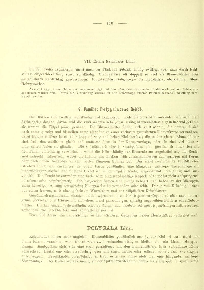 VII. Reihe: Sapindales Lindl. Blüthen häufig zygomorph, meist nach der Fünfzahl gebaut, häufig zwittrig, aber auch durch Fehl- schlag eingeschlechtlich, sonst vollständig. Staubgefässe oft doppelt so viel als Blumenblätter oder einige durch Fehlschlag geschwunden. Fruchtknoten häufig zwei- bis dreiblättrig, oberständig. Meist Holzgewächse. Anmerkung. Diese Reihe hat man neuerdings mit den Geraniales verbunden, in die noch andere Reihen auf- genommen worden sind. Durch die Verbindung würden in der Reihenfolge nnserer Pflanzen manche Umstellung noth- wendig werden. 9. Familie: Polygalaceae Rcichb. Die Blüthen sind zwittrig, vollständig und zygomorph. Kelchblätter sind 5 vorhanden, die sich breit dachziegelig decken, davon sind die zwei inneren sehr gross, häufig blumenblattartig gestaltet und gefärbt, sie werden die Flügel (alae) genannt. Die Blumenblätter finden sich zu 3 oder 5, die unteren 3 sind nach unten geneigt und bisweilen unter einander zu einer riickseits gespaltenen Blumenkrone verwachsen, dabei ist das mittlere heim- oder kappenförmig und heisst Kiel [carina)\ die beiden oberen Blumenblätter sind frei, den seitlichen gleich und umfassen diese in der Knospenanlage, oder sie sind viel kleiner, nicht selten fehlen sie gänzlich. Die 8 (seltener 5 oder 4) Staubgefässe sind gewöhnlich unter sich mit den Fäden einbrtiderig verwachsen, wobei die Röhre häufig der Blumenkrone angeheftet ist; die Beutel sind aufrecht, dithecisch, wobei die Inhalte der Theken früh zusammenfliessen und springen mit Poren, oder nach innen liegenden kurzen, selten längeren Spalten auf. Der meist zweifächrige Fruchtknoten ist oberständig und umschliesst in jedem Fache gewöhnlich eine hängende, anatrope Samenanlage mit binnensichtiger Raphe; der einfache Griffel ist an der Spitze häufig eingekrümmt, zweilappig und aus- gehöhlt. Die Frucht ist entweder eine fach- oder eine wandspaltige Kapsel, oder sie ist nicht aufspringend, nüsschen- oder steinfruchtartig. Die hängenden Samen sind häufig behaart und haben an der Micropyle einen fleischigen Anhang (strophiola); Nährgewebe ist vorhanden oder fehlt. Der gerade Keimling besteht aus einem kurzen, nach oben gekehrten Würzelchen und aus elliptischen Keimblättern. Gewöhnlich ausdauernde Stauden, in den wärmeren, besonders tropischen Gegenden; aber auch immer- grüne Sträucher oder Bäume mit einfachen, meist ganzrandigen, spiralig angereihten Blättern ohne Neben- blätter. Blüthen einzeln achselständig oder zu ähren- und trauben- seltener rispenförmigen Inflorescenzen verbunden, von Deckblättern und Vorblättchen gestützt. Etwa 800 Arten, die hauptsächlich in den wärmeren Gegenden beider Hemisphären verbreitet sind. POLYGALA Linn. Kelchblätter immer sehr ungleich. Blumenblätter gewöhnlich nur 3, der Kiel ist vorn meist mit einem Kamme versehen; wenn die obersten zwei vorhanden sind, so bleiben sie sehr klein, schuppen- förmig. Staubgefässe stets 8 in eine oben gespaltene, mit den Blumenblättern hoch verbundene Röhre verwachsen; Beutel ein- oder zweifächrig, quer mit einem Loche oder seltener schief, fast zweiklappig aufspringend. Fruchtknoten zweifächrig, er trägt in jedem Fache stets nur eine hängende, anatrope Samenanlage. Der Griffel ist gekrümmt, an der Spitze erweitert und zwei- bis vierlappig. Kapsel häutig