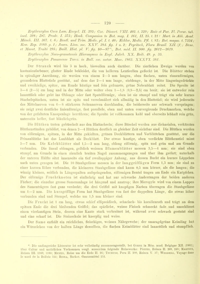 Erythroxylon Coca Lam. Encycl. II. 393; Cav. Dissert. VIII. 402. t. 229; liuiz et Pav. Fl. Peruv. tab. ined. 398; DC. Prodr. I. 575; Hook. Companion to Bot. mag. I. 161, II. 25. t. 21 ‘ Mart, in Abh. Acad. Münch. III. 367. t. 6; Bentl. and Trim. Medic.pl. I. t. 40; Köhler, Mediz. Pfl. t. 82; Bot. magaz. t. 7334; Keio. Rep. 1889. p. 1; Journ. Linn. soc. XXV. 384. fig. 1 u. 2; Peyritsch, Flora Brasil. XII. {!); Dcne. et Maout, Traite 295; Baill. Hist. pl. V. fig. 80—87*), Bot. med. II. 900. fig. 2612—2619. Erythroxylon Novo-granatensis Hieronymus in Engl. Jahrb. XX. Beib. 49. p. 35. Erythroxylon Panamense Turcz. in Bull. soc. natur. Mose. 1863. XXXVI. 581. Der Strauch wird bis 3 m hoch, bisweilen auch darüber. Die zierlichen Zweige werden von kastanienfarbener, glatter Rinde bekleidet, die von helleren Lenticellen gefleckt ist. Die Blätter stehen in spiraliger Anreihung, sie werden von einem 2—5 mm langen, oben flachen, unten rinnenförmigen, gerundeten Blattstiele gestützt, auf dem das 2—4 mm lauge, eioblonge, in der Mitte längseingedrückte und zweikielige, spitze, am Rande häutige und fein gefranste, grüne Nebenblatt reitet. Die Spreite ist 3—4 (2—5) cm lang und in der Mitte oder weiter oben 1—1,8 (0,8—2,5) cm breit; sie ist entweder rein lanzettlich oder geht ins Oblonge oder fast Spatelförmige, oben ist sie stumpf und trägt ein sehr kurzes Stachelspitzchen, unten ist sie spitz und verschmälert sich allmälig in den Blattstiel; sie wird jederseits des Mittelnerven von 6—8 stärkeren Seitennerven durchlaufen, die beiderseits nur schwach vorspringen; sie zeigt zwei deutliche linienförmige, fast parallele, oben und unten convergirende Druckmarken, welche von der gefalteten Knospenlage herrühren; die Spreite ist vollkommen kahl und oberseits lebhaft rein grün, unterseits heller, fast bläulichgrün. Die Bliithen treten gebüschelt aus den Blattachseln; dipse Büschel werden aus dichasialen, verkürzten Bliithenständen gebildet, von denen 2—4 Blüthen deutlich zu gleicher Zeit sichtbar sind. Die Blüthen werden von eiförmigeu, spitzen, in der Mitte gekielten, grünen Deckblättern und Vorblättchen gestützt, nur die Primanbllithe hat das Laubblatt als Deckblatt. Der etwas kantige, oben verdickte Blüthenstiel misst 5—7 mm. Die Kelchblätter sind 1,5—2 mm lang, oblong eiförmig, spitz und grün und am Grunde verbunden. Die lineal oblongen, gelblich weissen Blumenblätter messen 3,5—4 mm; sie sind oben stumpf, am Grunde in einen ziemlich breiten Nagel zusammengezogen und über ihm geöhrt; unterhalb der unteren Hälfte sitzt innenseits ein tief zweilappiger Anhang, aus dessen Bucht ein kurzes Läppchen nach unten gezogen ist. Die 10 Staubgefässe messen in der langgriffligen Form 1,3 mm; sie sind zu einer kurzen Röhre verbunden, die kleineren Staubgefässe sind kaum 0,5 mm kürzer, als die langen; die winzig kleinen, seitlich in Längsspalten aufspringenden, eiförmigen Beutel tragen am Ende ein Knöpfchen. Der eiförmige Fruchtknoten ist einfächrig und hat nur schwache Andeutungen der beiden anderen Fächer; die einzelne grosse Samenanlage ist hängend und anatrop; ihre Micropyle wird von einem Lappen des Samenträgers fast ganz verdeckt; die drei Griffel mit knopfigen Narben überragen die Staubgefässe um 1—2 mm. Die kurzgrifflige Form hat Staubgefässe von fast der doppelten Länge, die etwas höher verbunden sind und Stempel, welche um 1,5 mm kleiner sind. Die Frucht ist 1 cm lang, etwas schief ellipsoidisch, Scharlach- bis korallenroth und trägt an dem spitzen Ende die drei bleibenden Griffel; das spärliche, weisse Fleisch schmeckt fade und umschliesst einen vierkantigen Stein, dessen eine Kante stark verbreitert ist, während zwei schwach gestutzt sind und eine scharf ist. Die Steinschale ist knorplig und weiss. Der Same enthält ein reichliches, fleischiges, weisses Nährgewebe; der smaragdgrüne Keimling hat ein Würzelchen von der halben Länge desselben, die flachen Keimblätter sind lanzettlich und stumpflich. * Die umfangreiche Litteratur ist sehr vollständig zusammengestellt, bei Gorse in Mdm. acad. Belgique XII. (1861); über Cultur und natürliches Vorkommen vergl. ausserdem folgende Reise werke: Pöppig, Reisen II. 209, 248; Martiüs, Reisen III. 1169, 1180; Meyen, Reise um die Erde II. 16; Tschüdi, Peru II. 299, Reisen V. 37; Weddell, Voyage dans le nord de la Bolivie 514; Bibra, Narkot. Genussmittel 151.