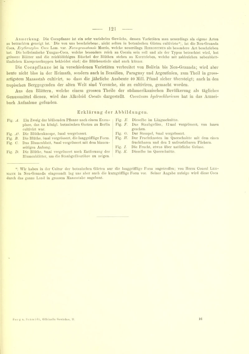 Anmerkung. Die Cocapflanze ist ein sehr yariabeles Gewächs, dessen Varietäten man neuerdings als eigene Arten zu betrachten geneigt ist.' Die von uns beschriebene, nicht selten in botanischen Gärten cultivirte*), ist die Neu-Granada Coca, Erythroxylon Coca Lam. var. Novo-granatensis Morris, welche neuerdings Hieronymus als besondere Art beschrieben hat. Die bolivianische Yungas-Coca, welche besonders reich an Cocain sein soll und als der Typus betrachtet wird, hat grössere Blätter und die reichblüthigen Büschel der Blüthen stehen an Kurztrieben, welche mit zahlreichen nebenblatt- ähnlichen Knospenschuppen bekleidet sind; die Blüthenstiele sind auch kürzer. Die Cocapflanze ist in verschiedenen Varietäten verbreitet von Bolivia bis Neu-Granada; wird aber heute nicht blos in der Heimath, sondern auch in Brasilien, Paraguay und Argentinien, zum Theil in gross- artigstem Maassstab cultivirt, so dass die jährliche Ausbeute 40 Mill. Pfund sicher übersteigt; auch in den tropischen Berggegenden der alten Welt sind Versuche, sie zu cultiviren, gemacht worden. Aus den Blättern, welche einem grossen Theile der südamerikanischen Bevölkerung als tägliches Genussmittel dienen, wird das Alkoloid Cocain dargestellt. Cocainum hydrochloricum hat in das Arznei- buch Aufnahme gefunden. Erklärung der Abbildungen. Fig. A. Ein Zweig der blühenden Pflanze nach einem Exem- plare, das im königl. botanischen Garten zu Berlin cultivirt war. Fig. AK Die Bliithenknospe, 5mal vergrüssert. Fig. B. Die Blüthe, 5mal vergrössert, die langgrifflige Form. Fig. C. Das Blumenblatt, 8mal vergrössert mit dem binnen- seitigen Anhang. Fig. D. Die Blüthe, 8mal vergrössert nach Entfernung der Blumenblätter, um die Staubgefässröhre zu zeigen. Fig. E. Dieselbe im Längsschnitte. Fig. F. Das Staubgefäss, 12 mal vergrössert, von innen gesehen. Fig. G. Der Stempel, 8mal vergrössert. Fig. H. Der Fruchtknoten im Querschnitte mit dem einen fruchtbaren und den 2 unfruchtbaren Fächern. Fig. I. Die Frucht, etwas über natürliche Grösse. Fig. K. Dieselbe im Querschnitte. *) Wir haben in der Cultur der botanischen Gärten nur die langgrifflige Form angetroffen; von Herrn Consul Leh- mann in Neu-Granada eingesandt lag uns aber auch die kurzgrifflige Form vor. Seiner Angabe zufolge wird diese Coca durch das ganze Land in grossem Maassstabe angebaut. Berg n. Si lidt, Officinelle Gewächse, II.