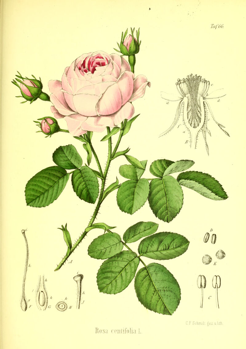 Rosa centifolia L.