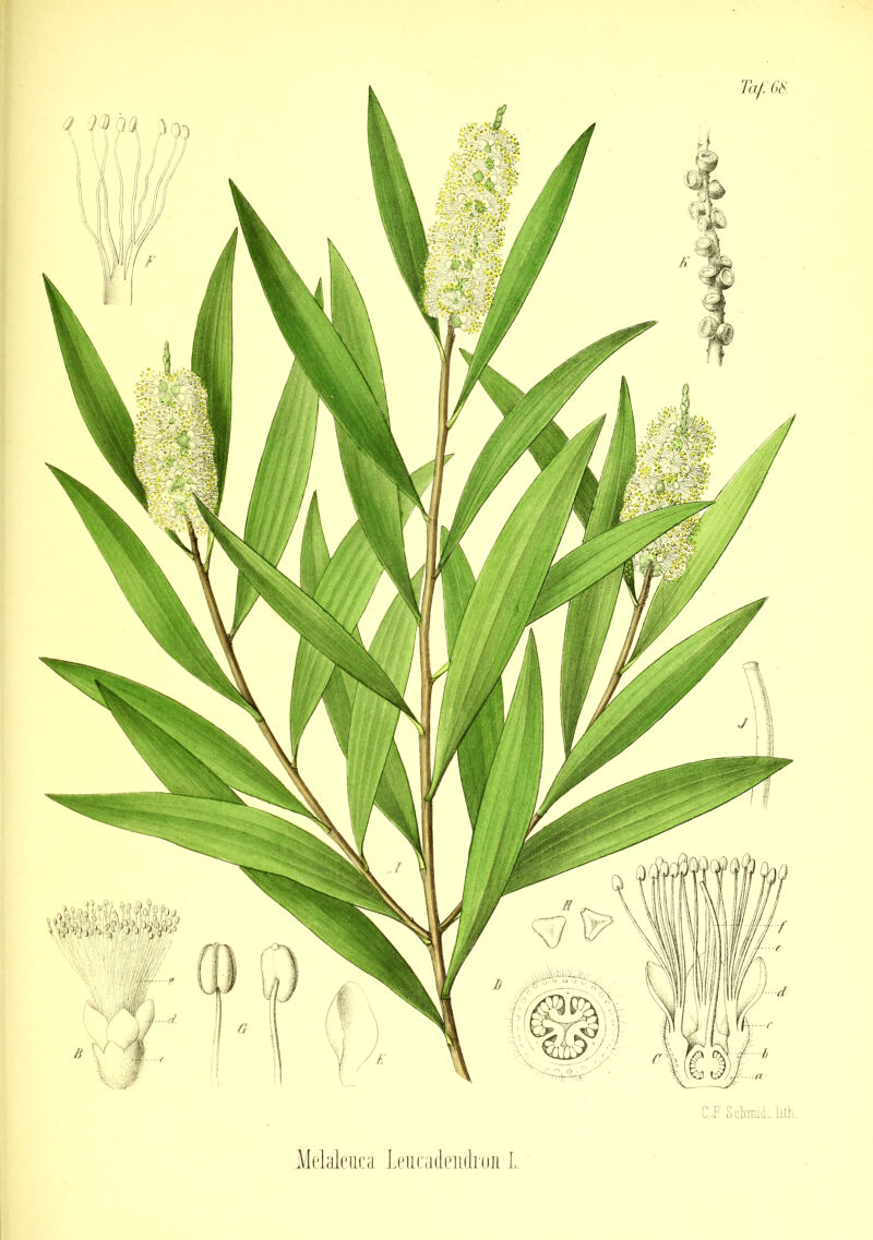 Ci5! Sclmidi.lith. Melaleuca Leucadeiidron L.