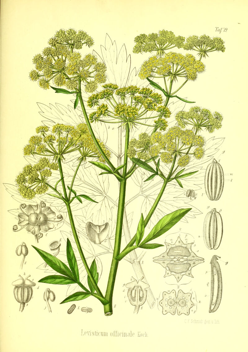 Levisticum officinale Koch.