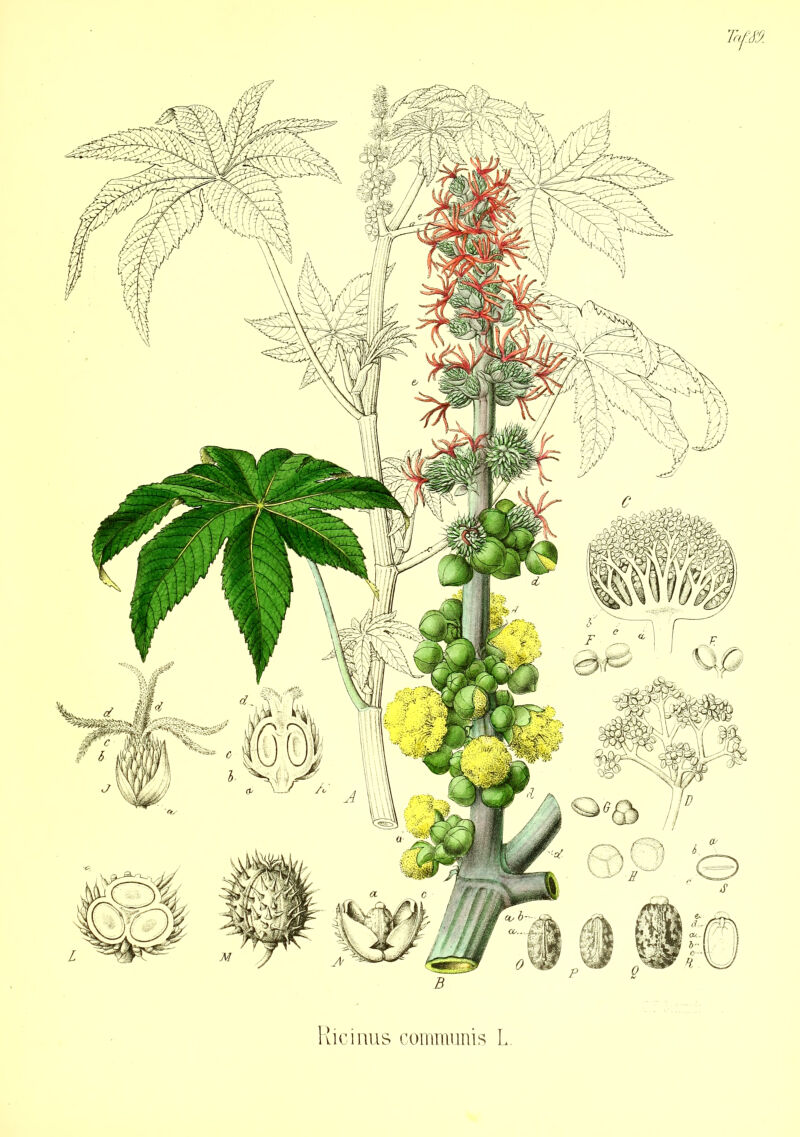 Ricinus communis L