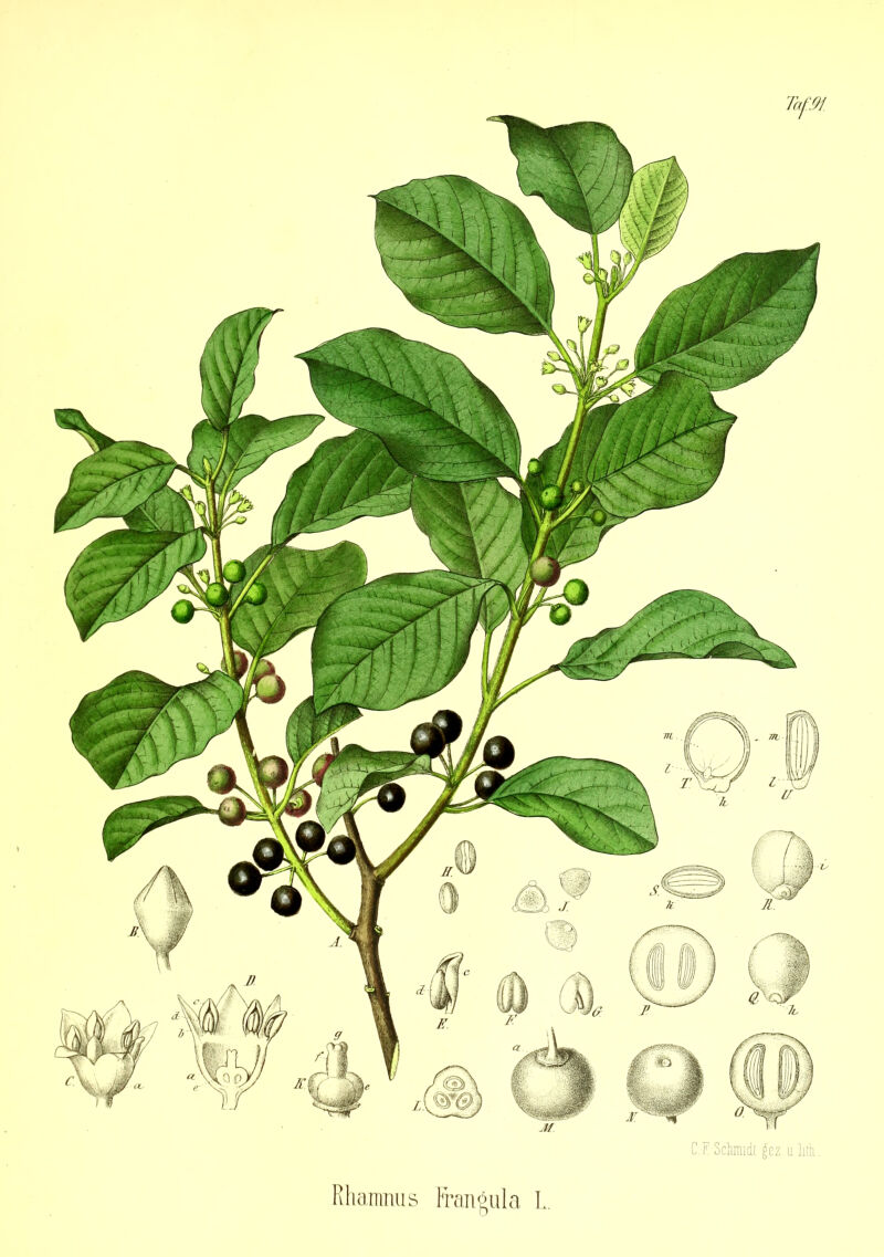 C.f! Sclunidt gez. tLliÜL. Rhamnus Frangula L.