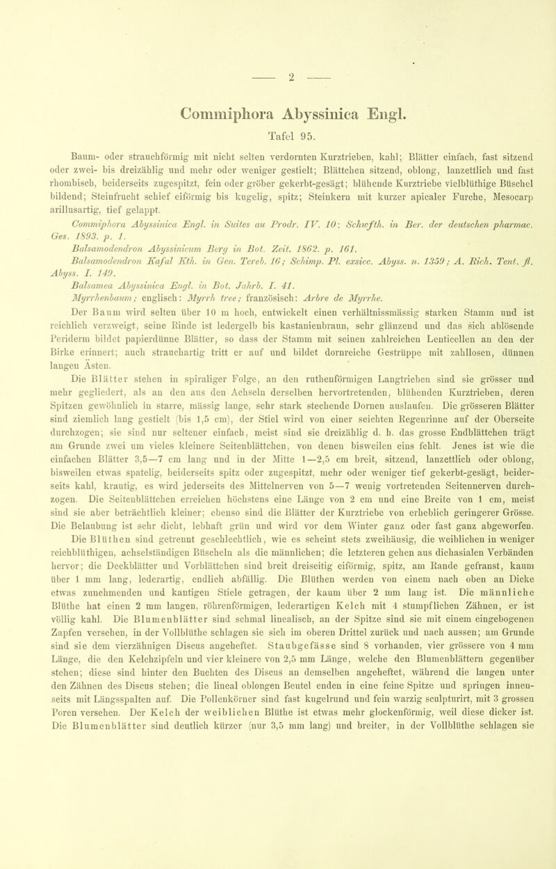 Commiphora Abyssinica Engl. Tafel 95. Baum- oder strauchförmig mit nicht selten verdornten Kurztrieben, kahl; Blätter einfach, fast sitzend oder zwei- bis dreizählig und mehr oder weniger gestielt; Blättchen sitzend, oblong, lanzettlich und fast rhombisch, beiderseits zugespitzt, fein oder gröber gekerht-gesägt; blühende Kurztriebe vielblüthige Büschel bildend; Steinfrucht schief eiförmig bis kugelig, spitz; Steinkern mit kurzer apicaler Furche, Mesocarp arillusartig, tief gelappt. Commiphora Abyssinica Enal, in Suites au Prodr. IV. 10: Schwfth. in Ber. der deutschen pharmac. Ges. 1893. p. 1. Balsamodendron Abyssinicum Berg in Bot. Zeit. 1862. p. 161. Balsamodendron Kafal Kth. in Gen. Tereb. 16; Schimp. PI. exsicc. Abyss. n. 1359; A. Rieh. Tent. fl. Abyss. I. 149. Balsamea Abyssinica Engl, in Bot. Jahrb. I. 41. Myrrhenbaum; englisch: Myrrh tree; französisch: Arbre de Mxjrrhe. Der Baum wird selten über 10 m hoch, entwickelt einen verhältnissmässig starken Stamm und ist reichlich verzweigt, seine Binde ist ledergelb bis kastanienbraun, sehr glänzend und das sich ablösende Periderm bildet papierdünne Blätter, so dass der Stamm mit seinen zahlreichen Lenticellen an den der Birke erinnert; auch strauchartig tritt er auf und bildet dornreiche Gestrüppe mit zahllosen, dünnen langen Ästen. Die Blätter stehen in spiraliger Folge, an den ruthenförmigen Langtrieben sind sie grösser und mehr gegliedert, als an den aus den Achseln derselben hervortretenden, blühenden Kurztrieben, deren Spitzen gewöhnlich in starre, mässig lange, sehr stark stechende Dornen auslaufen. Die grösseren Blätter sind ziemlich lang gestielt (bis 1,5 cm), der Stiel wird von einer seichten Kegenrinne auf der Oberseite durchzogen; sie sind nur seltener einfach, meist sind sie dreizählig d. h. das grosse Endblättchen trägt am Grunde zwei um vieles kleinere Seitenblättchen, von denen bisweilen eins fehlt. Jenes ist wie die einfachen Blätter 3,5—7 cm lang und in der Mitte 1—2,5 cm breit, sitzend, lanzettlich oder oblong, bisweilen etwas spatelig, beiderseits spitz oder zugespitzt, mehr oder weniger tief gekerbt-gesägt, beider- seits kahl, krautig, es wird jederseits des Mittelnerven von 5—7 wenig vortretenden Seitennerven durch- zogen. Die Seitenblättchen erreichen höchstens eine Länge von 2 cm und eine Breite von 1 cm, meist sind sie aber beträchtlich kleiner; ebenso sind die Blätter der Kurztriebe von erheblich geringerer Grösse. Die Belaubung ist sehr dicht, lebhaft grün und wird vor dem Winter ganz oder fast ganz abgeworfen. DieBlUthen sind getrennt geschlechtlich, wie es scheint stets zweihäusig, die weiblichen in weniger reichblüthigen, achselständigen Büscheln als die männlichen; die letzteren gehen aus dichasialen Verbänden hervor; die Deckblätter und Vorblättchen sind breit dreiseitig eiförmig, spitz, am Bande gefranst, kaum über 1 mm lang, lederartig, endlich abfällig. Die Blüthen werden von einem nach oben an Dicke etwas zunehmenden und kantigen Stiele geti-agen, der kaum über 2 mm lang ist. Die männliche Blüthe hat einen 2 mm langen, röhrenförmigen, lederartigen Kelch mit 4 stumpflichen Zähnen, er ist völlig kahl. Die Blumenblätter sind schmal linealisch, an der Spitze sind sie mit einem eingehogenen Zapfen versehen, in der Vollblüthe schlagen sie sich im oberen Drittel zurück imd nach aussen; am Grunde sind sie dem vierzähnigen Discus angeheftet. Staubgefässe sind 8 vorhanden, vier grössere von 4 mm Länge, die den Kelchzipfeln und vier kleinere von 2,5 mm Länge, welche den Blumenblättern gegenüber stehen; diese sind hinter den Buchten des Discus an demselben angeheftet, während die langen unter den Zähnen des Discus stehen; die lineal oblongen Beutel enden in eine feine Spitze und springen innen- seits mit Längsspalten auf. Die Pollenkörner sind fast kugelrund und fein warzig sculpturirt, mit 3 grossen Poren versehen. Der Kelch der weiblichen Blüthe ist etwas mehr glockenförmig, weil diese dicker ist. Die Blumenblätter sind deutlich kürzer (nur 3,5 mm lang) und breiter, in der Vollblüthe schlagen sie