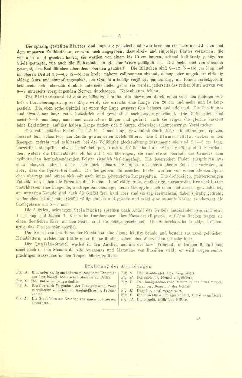 Die spiralig gestellten Blätter sind unpaarig gefiedert und zwar bestehen sie stets aus 2 Jochen und dem unpaaren Endhlättchen; es wird auch angegeben, dass drei- und einjochige Blätter vorkämen, die wir aber nicht gesehen haben; sie werden von einem bis 10 cm langen, schmal keilförmig geflügelten Stiele getragen, wie auch die Blattspindel in gleicher Weise geflügelt ist. Die Joche sind von einander getrennt, das Endblättchen aber dem obersten genähert. Die Blättchen sind 8—12 (5—15) cm lang und im oberen Drittel 3,5—4,5 (2—5) cm breit, nahezu vollkommen sitzend, oblong oder umgekehrt eiförmig oblong, kurz und stumpf zugespitzt, am Grunde allmälig verjüngt, papierartig, am Rande zurückgerollt, beiderseits kahl, oberseits dunkel- unterseits heller grün; sie werden jederseits des rothen Mittelnerven von 6—8 unterseits vorspringenden Nerven durchzogen. Nebenblätter fehlen. Der Blüthenstand ist eine endständige Trauhe, die bisweilen durch einen oder den anderen seit- lichen Bereicherungszweig zur Rispe wird, sie erreicht eine Länge von 20 cm und mehr und ist lang- gestielt. Die oben rothe Spindel ist unter der Lupe äusserst fein behaart und stielrund. Die Deckblätter sind etwa 5 mm lang, roth, lanzettlich und gewöhnlich nach aussen gekrümmt. Die Blüthenstiele sind meist 5—10 mm lang, manchmal auch etwas länger und gefärbt; auch sie zeigen die gleiche äusserst feine Bekleidung; auf der halben Länge Anden sich 2 kurze, eiförmige, schuppenartige Vorblättchen. Der roth gefärbte Kelch ist 1,5 bis 2 mm lang, gewöhnlich fünf blättrig mit eiförmigen, spitzen, äusserst fein behaarten, am Rande gewimperten Kelchblättern. Die 5 Blumenblätter decken in den Knospen gedreht und schliessen hei der Vollblüthe glockenförmig zusammen; sie sind 2,5—3 cm lang, lanzettlich, stumpflich, etwas schief, hell purpurroth und fallen bald ab. Staubgefässe sind 10 vorhan- den, welche die Blumenblätter oft bis auf 1 cm überragen; sie sind etwas oberhalb des Grundes dem cylindrischen honigabsondernden Polster ziemlich tief eingefügt. Die feuerrothen Fäden entspringen aus einer oblongen, spitzen, aussen sehr stark behaarten Schuppe, aus deren oberen Ende sie vortreten, so aber, dass die Spitze frei bleibt. Die hellgelben, dithecischen Beutel werden von einem kleinen Spitz- chen überragt und öffnen sich mit nach innen gewendeten Längsspalten. Die dreieckigen, polsterförmigen Pollenkörner, haben die Poren an den Ecken. Fünf völlig freie, einfächrige, purpurrothe Fruchtblätter umschliessen eine hängende, anatrope Samenanlage, deren Micropyle nach oben und aussen gewendet ist; am untersten Grunde sind auch die Griffel frei, bald aber sind sie eng verwachsen, dabei spiralig gedreht; weiter oben ist der rothe Griffel völlig einfach und gerade und trägt eine stumpfe Narbe; er überragt die Staubgefässe um 5—8 mm. Die 5 freien, schwarzen Steinfrüchte spreizen nach Abfall des Griffels auseinander; sie sind etwa 1 cm lang und haben 7—8 mm im Durchmesser; ihre Form ist elliptisch, auf dem Rücken tragen sie einen deutlichen Kiel, an den Seiten sind sie netzig gezeichnet. Die Steinschale ist brüchig, krusteu- artig, das Fleisch sehr spärlich. Der Same von der Form der Frucht hat eine dünne häutige Schale und besteht aus zwei gelblichen Keimblättern, welche der Hälfte einer Bohne ähnlich sehen, das Würzelchen ist sehr kurz. Der Quassia-Strauch wächst in den Antillen nur auf der Insel Trinidad, in Guiana überall und sonst auch in den Staaten do Alto Amazonas und Marauhäo von Brasilien wild; er wird wegen seines prächtigen Aussehens in den Tropen häufig cultivirt. Fig. A. Fig. D. Fig. U. Fig, F. Erklärung der Abbildungen. Blühender Zweig nach einem getrockneten Exemplar aus dem königl. botanischen Museum zu Berlin. Die Blüthe im Längsschnitte. Dieselbe nach Wegnahme der Blumenblätter, 2mal vergrössert: a. Kelch; b. Staubgefässe; c. Frucht- knoten. Die Staubfäden am Grunde; von innen und aussen betrachtet. Fig. G. Der Staubbeutel, 4mal vergrössert. Fig. H. Pollenkörner, 200mal vergrössert. Fig. I. Das honigabsondernde Polster (e) mit dem Stempel, 2mal vergrössert: d. der Griffel. Fig. K. Dasselbe, 4mal vergrössert. Fig. L. Ein Fruchtblatt im Querschnitt, 16mal vergrössert. Fig. 31. Die Frucht, natürliche Grösse. 2*