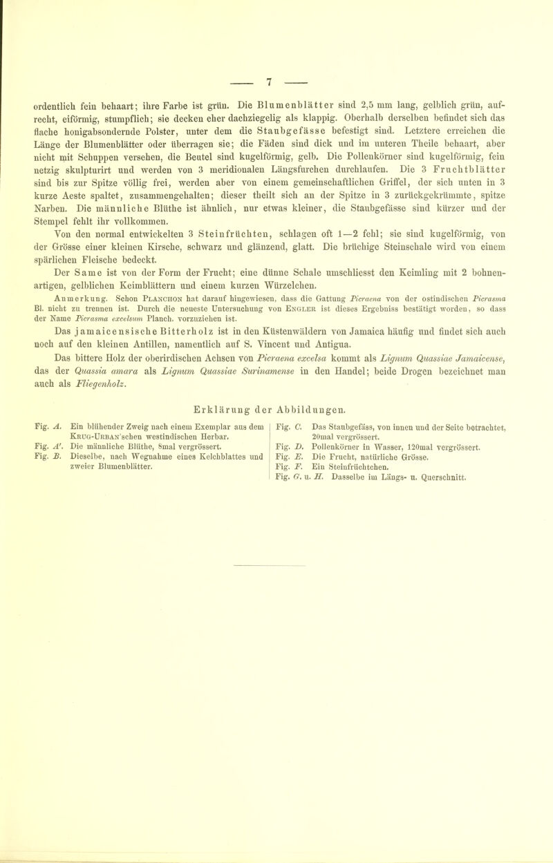 ordentlicli fein behaart; ihre Farbe ist grün. Die Blumenblätter sind 2,5 mm lang, gelblich grün, auf- recht, eiförmig, stumpflich; sie decken eher dachziegelig als klappig. Oberhalb derselben befindet sich das flache honigabsondernde Polster, unter dem die Staubgefässe befestigt sind. Letztere erreichen die Länge der Blumenblätter oder überragen sie; die Fäden sind dick und im unteren Theile behaart, aber nicht init Schuppen versehen, die Beutel sind kugelförmig, gelb. Die Pollenkörner sind kugelförmig, fein netzig skulpturirt und werden von 3 meridionalen Längsfurchen durchlaufen. Die 3 Fruchtblätter sind bis zur Spitze völlig frei, werden aber von einem gemeinschaftlichen Griffel, der sich unten in 3 kurze Aeste spaltet, zusammengehalten; dieser theilt sieh an der Spitze in 3 zurückgekrümmte, spitze Narben. Die männliche Blüthe ist ähnlich, nur etwas kleiner, die Staubgefässe sind kürzer und der Stempel fehlt ihr vollkommen. Von den normal entwickelten 3 Steinfrüchten, schlagen oft 1—2 fehl; sie sind kugelförmig, von der Grösse einer kleinen Kirsche, schwarz und glänzend, glatt. Die brüchige Steinschale wird von einem spärlichen Fleische bedeckt. Der Same ist von der Form der Frucht; eine dünne Schale umschliesst den Keimling mit 2 bohnen- artigen, gelblichen Keimblättern und einem kurzen Würzelchen. Anmerkung. Schon Planchon hat darauf hingewiesen, dass die Gattung Picraena von der ostindischen Pkrasma Bl. nicht zu trennen ist. Durch die neueste Untersuchung von Engler ist dieses Ergebniss bestätigt worden, so dass der Name Picrasma excelsum Planch. vorzuziehen ist. Das jamaicensische Bitterholz ist in den Küstenwäldern von Jamaica häufig und findet sich auch noch auf den kleinen Antillen, namentlich auf S. Vincent und Antigua. Das bittere Holz der oberirdischen Achsen von Picraena excelsa kommt als Lignum Qmssiae Jamaicense, das der Quassia amara als Lignum Quassiae Surinamense in den Handel; beide Drogen bezeichnet man auch als Fliegenholz. Erklärung der Abbildungen. Pig. A. Fig. A'. Fig. P. Ein blühender Zweig nach einem Exemplar aus dem KRUG-ÜRBAN’schen westindischen Herbar. Die männliche Blüthe, 8mal vergrössert. Dieselbe, nach Wegnahme eines Kelchblattes und zweier Blumenblätter. Fig. C. Das Staubgefäss, von innen und der Seite betrachtet, 20mal vergrössert, Fig. D. Pollenkörner in Wasser, 120mal vergrössert. Pig. E, Die Frucht, natürliche Grösse. Fig. F, Ein Steinfrüchtchen. Fig. G. u. H, Dasselbe im Längs- u. Querschnitt.