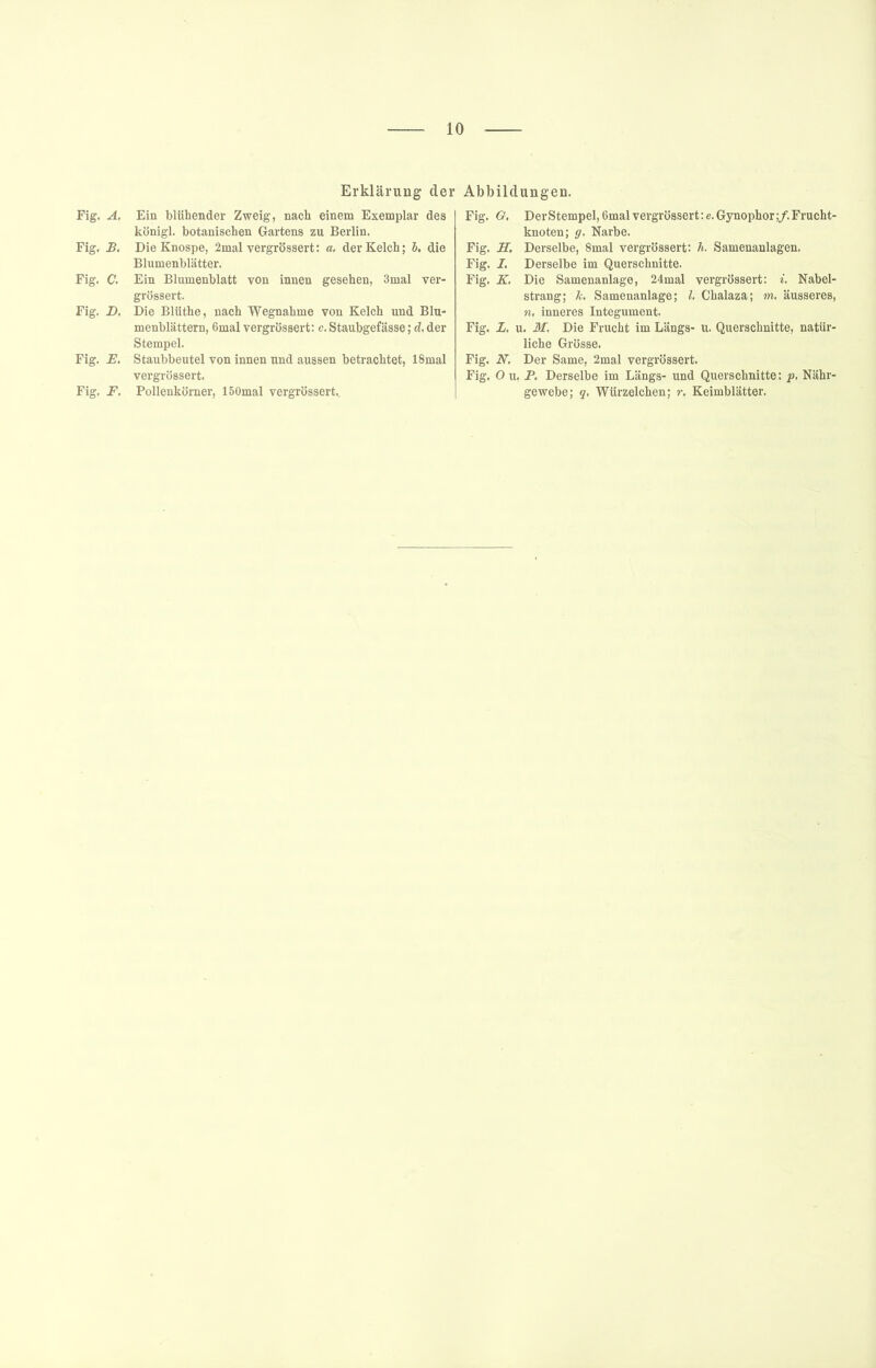 Fig. A. Fig. B. Fig. C Fig. D. Fig. E. Fig. F. Erklärung der Abbildungen. Ein blühender Zweig, nach einem Exemplar dea königl. botanischen Gartens zu Berlin. Die Knospe, 2mal vergrössert: a. der Kelch; b, die Blumenblätter. Ein Blumenblatt von innen gesehen, 3mal ver- grössert. Die Blüthe, nach Wegnahme von Kelch und Blu- menblättern, 6mal vergrössert: c. Staubgefässe; d. der Stempel. Staubbeutel von innen und aussen betrachtet, 18mal vergrössert. Pollenkörner, löOmal vergrössert.. Fig. G. Der Stempel, 6mal vergrössert te.Gynophor;/. Frucht- knoten; g. Narbe. Fig. JI. Derselbe, 8mal vergrössert; h. Samenanlagen. Fig. I. Derselbe im Querschnitte. Fig. K. Die Samenanlage, 24mal vergrössert: «. Nabel- strang; k, Samenanlage; l. Chalaza; m, äusseres, n, inneres Integument. Fig. Z. u. M, Die Frucht im Längs- u. Querschnitte, natür- liche Grösse. Fig. N. Der Same, 2mal vergrössert. Fig. O u. P. Derselbe im Längs- und Querschnitte: p. Nähr- gewebe; g, Würzelchen; r. Keimblätter.