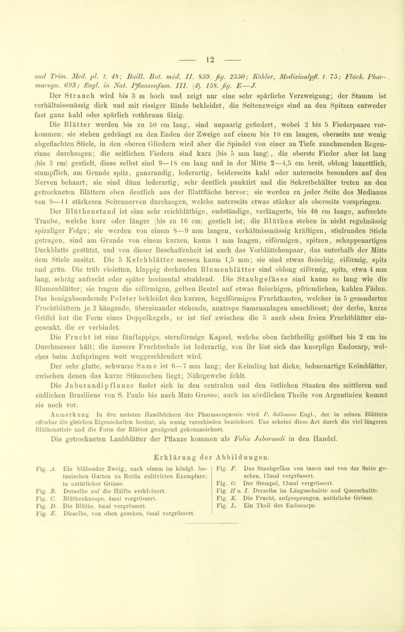 and Trim. Med. pl. t. 48; Baill. Bot. med. II. 859. fig. 2550; Köhler^ Medizinalpfl. t. 75; Fluch. Phar- . macogn. 693; Engl, in Nat. Pflanzenfam. III. [4). 158. fig. E—J. Der Strauch wird bis 3 m hoch und zeigt nur eine sehr spärliche Verzweigung; der Stamm ist verhältnissmässig dick und mit rissiger Rinde bekleidet, die Seitenzweige sind an den Spitzen entweder fast ganz kahl oder spärlich rothbraun filzig. Die Blätter werden bis zu 50 cm lang, sind unpaarig gefiedert, wobei 2 bis 5 Fiederpaare ver- kommen; sie stehen gedrängt an den Enden der Zweige auf einem bis 10 cm langen, oberseits nur wenig abgeflachten Stiele, in den oberen Gliedern wird aber die Spindel von einer an Tiefe zunehmenden Regen- rinne durchzogen; die seitlichen Fiedern sind kurz (bis 5 mm lang), die oberste Fieder aber ist lang (bis 3 cm) gestielt, diese selbst sind 9—18 cm lang und in der Mitte 2—4,5 cm breit, oblong lanzettlich, stumpflich, am Grunde spitz, ganzrandig, lederartig, beiderseits kahl oder unterseits besonders auf den Nerven behaart; sie sind dünn lederartig, sehr deutlich punktirt und die Sekretbehälter treten an den getrockneten Blättern oben deutlich aus der Blattfläche hervor; sie werden zu jeder Seite des Medianus von 9—11 stärkeren Seitennerven durchzogen, welche unterseits etwas stärker als oberseits vorspringen. Der Blüthenstand ist eine sehr reichblüthige, endständige, verlängerte, bis 40 cm lange, aufrechte Traube, welche kurz oder länger (bis zu 16 cm) gestielt ist; die Blüthen stehen in nicht regelmässig spiraliger Folge; sie werden von einem 8—9 mm langen, verhältnissmässig kräftigen, stielrunden Stiele getragen, sind am Grunde von einem kurzen, kaum 1 mm langen, eiförmigen, spitzen, schuppenartigen Deckblatte gestützt, und von dieser Beschafi:enheit ist auch das Vorblättchenpaar, das imterhalb der Mitte dem Stiele ansitzt. Die 5 Kelchblätter messen kaum 1,5 mm; sie sind etwas fleischig, eiförmig, spitz und grün. Die trüb violetten, klappig deckenden Blumenblätter sind oblong eiförmig, spitz, etwa 4 mm lang, schräg aufrecht oder später horizontal strahlend. Die Staubgefässe sind kaum so lang wie die Blumenblätter; sie tragen die eiförmigen, gelben Beutel auf etwas fleischigen, pfriemlichen, kahlen Fäden. Das honigahsondernde Polster bekleidet den kurzen, kegelförmigen Fruchtknoten, welcher in 5 gesonderten Fruchtblättern je 2 hängende, übereinander stehende, anatrope Samenanlagen umschliesst; der derbe, kurze Griffel hat die Form eines Doppelkegels, er ist tief zwischen die 5 auch oben freien Fruchtblätter ein- gesenkt, die er verbindet. Die Frucht ist eine fünflappige, sternförmige Kapsel, welche oben fachtheilig geöffnet bis 2 cm im Durchmesser hält; die äussere Fruchtschale ist lederartig, von ihr löst sich das knorplige Endocarp, wel- ches beim Aufspringen weit weggeschleudert wird. Der sehr glatte, schwarze Same ist 6—7 mm lang; der Keimling hat dicke, bohnenartige Keimblätter, zwischen denen das kurze Stämmchen liegt; Nährgewebe fehlt. Die Jaborandipflanze findet sich in den centralen und den östlichen Staaten des mittleren und südlichen Brasiliens von S. Paulo bis nach Mato Grosso; auch im nördlichen Theile von Argentinien kommt sie noch vor. Anmerkung. In den meisten Handbüchern der Pharmacognosie wird P. Selloanus Engl., der in seinen Blättern offenbar die gleichen Eigenschaften besitzt, als wenig verschieden bezeichnet. Uns scheint diese Art durch die viel längeren Blüthenstiele und die Form der Blätter genügend gekennzeichnet. Die getrockneten Laubblätter der Pflanze kommen als FoUa Jahorandi in den Handel. Erklärung der Abbildungen. Fig. A. Ein blühender Zweig, nach einem im königl. bo- tanischen Garten zu Berlin cultivirten Exemplare; in natürlicher Grösse. Fig. B. Derselbe auf die Hälfte verkleinert. Fig. C. Blüthenknospe, 4mal vergrössert. Fig. D. Die Blüthe, 4mal vergrössert. Fig. E. Dieselbe, von oben gesehen, 6mal vergrössert. Fig. F. Das Staubgefäss von innen und von der Seite ge- sehen, 12mal vergrössert. Fig. G. Der Stempel, 12mal vergrössert. Fig. H u. I. Derselbe im Längsschnitte und Querschnitte. Fig. K. Die Frucht, aufgesprungen, natürliche Grösse. Fig. L. Ein Theil des Endocarps.