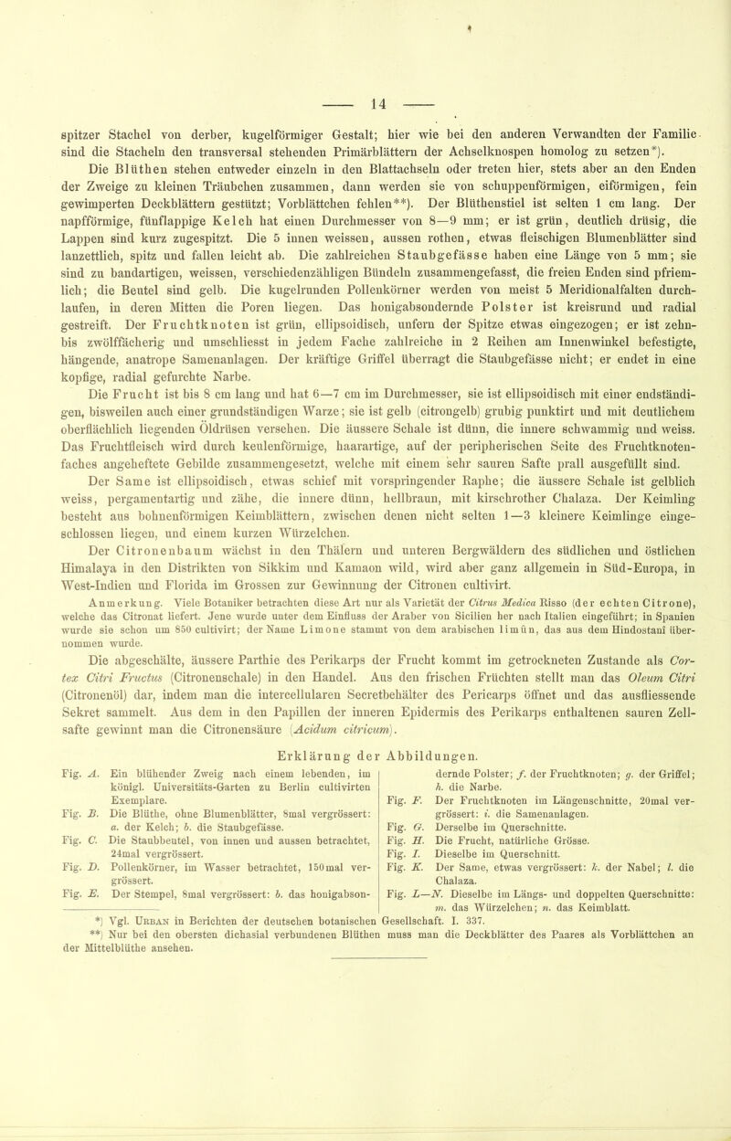 spitzer Stachel von derber, kugelförmiger Gestalt; hier wie bei den anderen Verwandten der Familie, sind die Stacheln den transversal stehenden Primärblättern der Achselknospen homolog zu setzen*). Die Bltithen stehen entweder einzeln in den Blattachseln oder treten hier, stets aber an den Enden der Zweige zu kleinen Träubchen zusammen, dann werden sie von schuppenförmigen, eiförmigen, fein gewimperten Deckblättern gestützt; Vorblättchen fehlen**). Der Blüthenstiel ist selten 1 cm lang. Der napfförmige, fünflappige Kelch hat einen Durchmesser von 8—9 mm; er ist grün, deutlich drüsig, die Lappen sind kurz zugespitzt. Die 5 innen weissen, aussen rothen, etwas fleischigen Blumenblätter sind lanzettlich, spitz und fallen leicht ab. Die zahlreichen Staubgefässe haben eine Länge von 5 mm; sie sind zu bandartigen, weissen, verschiedenzähligen Bündeln zusammengefasst, die freien Enden sind pfriem- lich; die Beutel sind gelb. Die kugelrunden Pollenkörner werden von meist 5 Meridionalfalten durch- laufen, in deren Mitten die Poren liegen. Das honigabsondernde Polster ist kreisrund und radial gestreift. Der Fruchtknoten ist grün, ellipsoidisch, unfern der Spitze etwas eingezogen; er ist zehn- bis zwölffächerig und umschliesst in jedem Fache zahlreiche in 2 Keihen am Innenwinkel befestigte, hängende, anatrope Samenanlagen. Der kräftige Griffel überragt die Staubgefässe nicht; er endet in eine kopfige, radial gefurchte Narbe. Die Frucht ist bis 8 cm lang und hat 6—7 cm im Durchmesser, sie ist ellipsoidisch mit einer endständi- gen, bisweilen auch einer grundständigen Warze; sie ist gelb (citrongelb) grubig punktirt und mit deutlichem oberflächlich liegenden Öldrüsen versehen. Die äussere Schale ist dünn, die innere schwammig und weiss. Das Fruchtfleisch wird durch keulenförmige, haarartige, auf der peripherischen Seite des Fruchtknoten- faches angeheftete Gebilde zusammengesetzt, welche mit einem sehr sauren Safte prall ausgefüllt sind. Der Same ist ellipsoidisch, etwas schief mit vorspringender Kaphe; die äussere Schale ist gelblich weiss, pergamentartig und zähe, die innere dünn, hellbraun, mit kirschrother Chalaza. Der Keimling besteht aus bohnenförmigen Keimblättern, zwischen denen nicht selten 1—3 kleinere Keimlinge einge- Bchlossen liegen, und einem kurzen Würzelchen. Der Citronenbaum wächst in den Thälern und unteren Bergwäldern des südlichen und östlichen Himalaya in den Distrikten von Sikkim und Kamaon wild, wird aber ganz allgemein in Süd-Europa, in West-Indien und Florida im Grossen zur Gewinnung der Citronen cultivirt. Anmerkung. Viele Botaniker betrachten diese Art nur als Varietät der Citrus Medica Risso (der echten Citrone), welche das Citronat liefert. Jene wurde unter dem Einfluss der Araber von Sicilien her nach Italien eingeführt; in Spanien wurde sie schon um 850 cultivirt; der Name Limone stammt von dem arabischen limün, das aus dem Hindostanf über- nommen wurde. Die abgeschälte, äussere Parthie des Perikarps der Frucht kommt im getrockneten Zustande als Cor- tex Citri Fructus (Citronenschale) in den Handel. Aus den frischen Früchten stellt man das Oleum Citri (Citronenöl) dar, indem man die intercellularen Secretbehälter des Pericarps öffnet und das ausfliessende Sekret sammelt. Aus dem in den Papillen der inneren Epidermis des Perikarps enthaltenen sauren Zell- safte gewinnt man die Citronensäure [Acidum citricum). Erklärung der Fig. A. Ein blühender Zweig nach einem lebenden, im königl. Universitäts-Garten zu Berlin cultivirten Exemplare. Fig. B. Die Blüthe, ohne Blumenblätter, 8mal vergrössert; a. der Kelch; b. die Staubgefässe. Fig. C. Die Staubbeutel, von innen und aussen betrachtet, 24mal vergrössert. Fig. D. Pollenkörner, im Wasser betrachtet, 150mal ver- grössert. Fig. E. Der Stempel, 8mal vergrössert: b. das honigabson- *) Vgl. Urban in Berichten der deutschen botanischen **) Nur bei den obersten dichasial verbundenen Blüthen der Mittelblüthe ansehen. Abbildungen. dernde Polster; /. der Fruchtknoten; g. der Griffel; h. die Narbe. Fig. F. Der Fruchtknoten im Längenschnitte, 20mal ver- grössert: i. die Samenanlagen. Fig. G. Derselbe im Querschnitte. Fig. H. Die Frucht, natürliche Grösse. Fig. I. Dieselbe im Querschnitt. Fig. K. Der Same, etwas vergrössert: k. der Nabel; l. die Chalaza. Fig. L—N. Dieselbe im Längs- und doppelten Querschnitte: m. das Würzelchen; n. das Keimblatt. Gesellschaft. I. 337. muss man die Deckblätter des Paares als Vorblättchen an