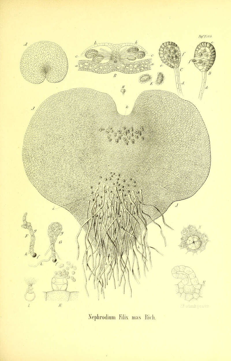 7a/C/ö6>ö. Neplirodium Filix iiias Rirli.