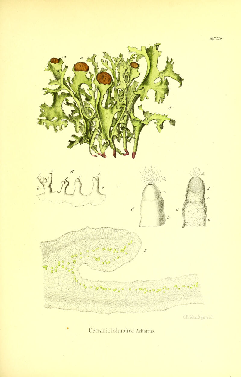 r<^7S9 C.F Sciimdt^ez-uM Cetraria islainlica Acharius.