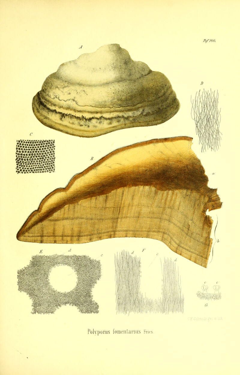 TY'/eo. Wf(Ms^<if*iB Pülvporus [oiiieiilaniis Fries.