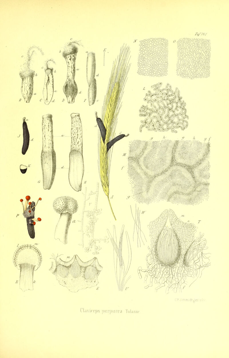 Ta/:'767 CI;ivi(T|)s piü'purc;! Tnl