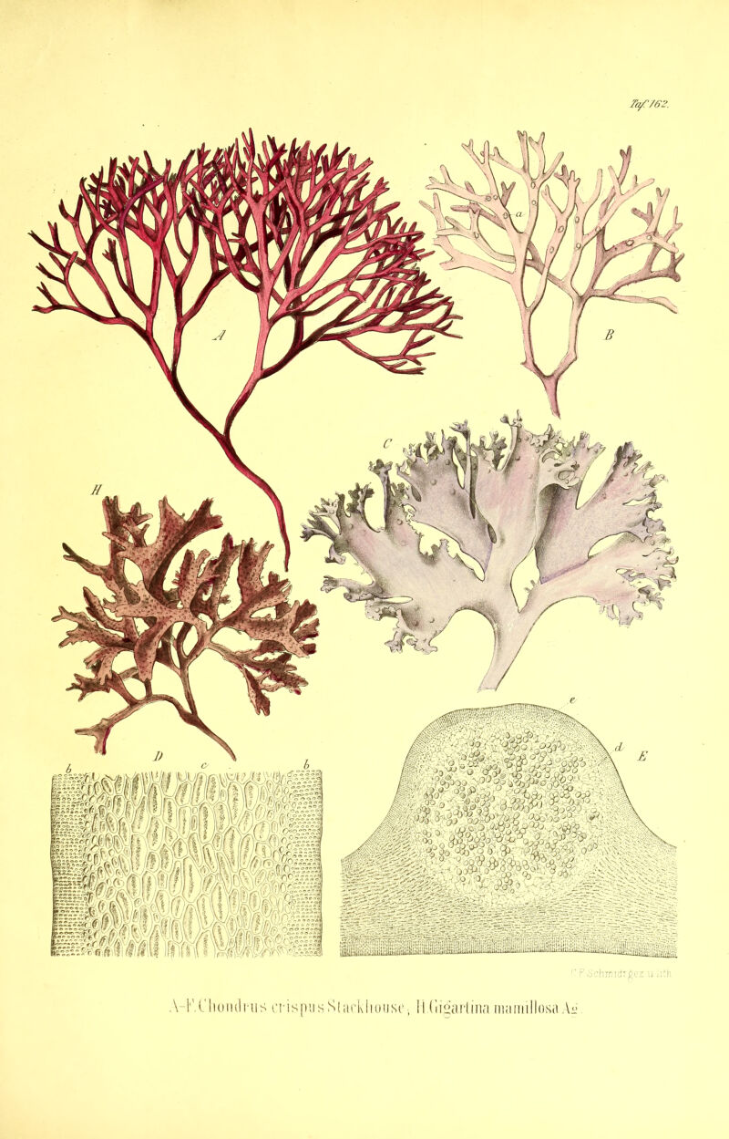 A-K.l'homliiis C!-ispusS(arkiiousi'i 11 (liüarliiia mamillosa Ai-