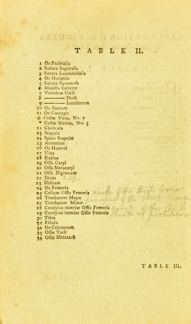 1 Os Parletalia 2 Sutura Sagittalls 3 Sutura Lambdoidalis 4 Os Occipitis 5 Sutura Squamofa <3 Maxilla Inferior 7 Vertebrae Colli 2 Dorfi 9 Lumborum 50 Os Sacrum 11 Os Coccygis + Coftae Verse, No. 7 * Coftae Noth®, No. 5 12 Clavicula 13 Scapula 14 Spina Scapulas 15 Acromion 16 Os Humeri 17 Ulna 38 Radius 39 Ofla Carpi 2.0 Ofla Metacarpi 21 Ofla Digitorum 22 Ilium 23 Ifchium 24 Os Femoris 25 Collum Oflis Femori* 26 Trochanter Major 27 Trochanter Minor 28 Condylus exterior Oflis Femoris 29 Condylus interior Offis Femoris 30 Tibia 31 Fibula 32 Os Calcaneum 33 Oflae Tarfi 34 Oflie MetatarS