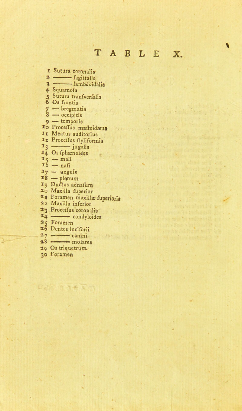 1 Sutura coronal!? 2 fagittalis 3 lambdoidalia 4- Squamofa 5 Sutura tranfverfalis 6 Os frontis 7 — bregmatia 8 — occipitis 9 — temporis *o Proceflus maftoidaeuf 11 Meatus audltorius iz Proceflus flyliformia *3 jugalis 34 Os fphaenoides 15 — mali 16 — nafi 37 — unguis 3 8 — planum 19 Duftus adnafum 20 Maxilla fuperior 21 Foramen maxillae fuperiorit 2 2 Maxilla inferior 23 Proceflus coronalis 24 '•*1 condyloide3 2 c Foramen 26 Dentes inciforii 27 ——— canini a8 ■ ■■ ' molares 29 Os triquetrum 30 Foramen
