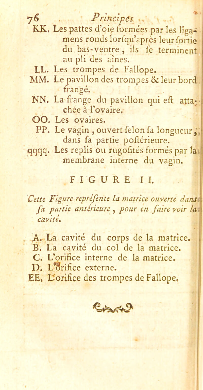 7^ Principes \ . KK. Les pattes d’oie formées par les lîga-; mens ronds lorfqii’après leurfortie du bas-ventre , ils f'e terminent au pli des aînés. LL. Les trompes de Fallope. MM. Le pavillon des trompes & leur bord frangé. NN. La frange du pavillon qui efl atta- chée à l’ovaire. OO. Les ovaires. PP. Le vagin , ouvert félon fa longueur^, dans fa partie poflérieure. qqqq. Les replis ou rugofités formés par lai membrane interne du vagin, FIGURE II. Cette Figure repréfente la matrice ouverte dansi fa partie antérieure^ pour en faire voir La.', cavité» , A, La cavité du corps de la matrice. B. La cavité du col de la matrice. C. L’orifice interne de la matrice. D. L^rifice externe. | EE, Lr'orifice des trompes de Fallope.