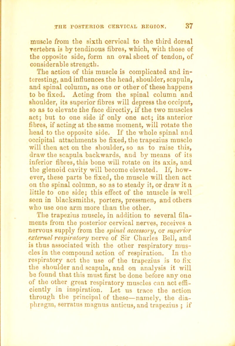 muscle from the sixth cervical to the third dorsal vertebra is by tendinous fibres, which, with those of the opposite side, form nn oval sheet of tendon, of considerable strength. The action of this muscle is complicated and in- teresting, and influences the head, shoulder, scapula, and spinal column, as one or other of these happens to be fixed. Acting from the spinal column and shoulder, its superior fibres will depress the occiput, so as to elevate the face directly, if the two muscles act; but to one side if only one act; its anterior fibres, if acting at the same moment, will rotate the head to the opposite side. If the whole spinal and occipital attachments be fixed, the trapezius muscle will then act on the shoulder, so as to raise this, draw the scapula backwards, aud by means of its inferior fibres, this bone will rotate on its axis, and the glenoid cavity will become elevated. If, how- ever, these parts be fixed, the muscle will then act on the spinal column, so as to steady it, or draw it a little to one side; this effect of the muscle is well seen in blacksmiths, porters, pressmen, aud others who use one arm more than the other. The trapezius muscle, in addition to several fila- ments from the posterior cervical nerves, receives a nervous supply from the spinal accessory, or superior external respiratory nerve of Sir Charles Bell, and is thus associated with the other respiratory mus- cles in the compound action of respiration. In the respiratory act the use of the trapezius is to fix the shoulder and scapula, and on analysis it will be found that this must first be done before any one of the other great respiratory muscles can act effi- ciently in inspiration. Let us trace the action through the principal of these—namely, the dia- phragm, serratus magnus anticus, and trapezius ; if