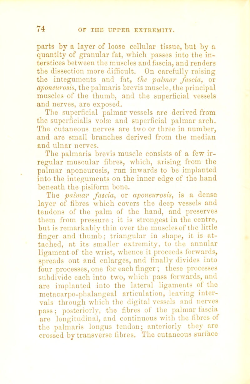 parts by a layer of loose cellular tissue, but by a quantity of granular fat, which passes into the in- terstices between the muscles and fascia, and renders the dissection more difficult. On carefully raising the integuments and fat, tlic palmar fascia, or aponeurosis, the palmaris brevis muscle, the principal muscles of the thumb, and the superficial vessels and nerves, are exposed. The superficial palmar vessels are derived from the superficialis volte and superficial palmar arch. The cutaneous nerves are two or three in number, and are small branches derived from the median and ulnar nerves. The palmaris brevis muscle consists of a few ir- regular muscular fibres, which, arising from the palmar aponeurosis, run inwards to be implanted into the integuments on the inner edge of the hand beneath the pisiform bone. The palmar fascia, or aponeurosis, is a dense layer of fibres which covers the deep vessels and tendons of the palm of the hand, and preserves them from pressure ; it is strongest in the centre, but is remarkably thin over the muscles of the little finger and thumb ; triangular in shape, it is at- tached, at its smaller extremity, to the annular ligament of the wrist, whence it proceeds forwards, spreads out and enlarges, and finally divides into four processes, one for each finger; these processes subdivide each into two, which pass forwards, and are implanted into the lateral ligaments of the metacarpo-phalangeal articulation, leaving inter- vals through which the digital vessels and nerves pass; posteriorly, the fibres of the palmar fuscia are longitudinal, and continuous with the fibres of the palmaris longus tendon; nnteriorly they are crossed by transverse fibres. The cutaneous surface