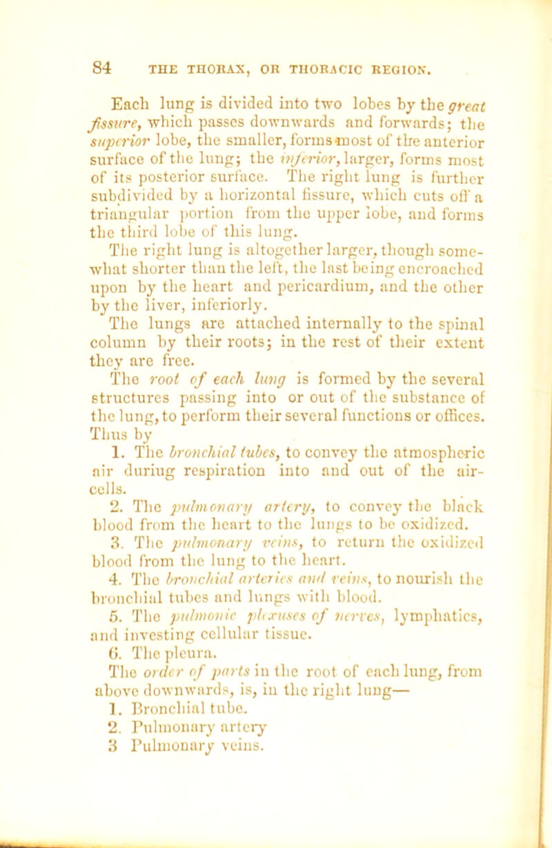 Each lung is divided into two lobes by the great fssure, which passes downwards and forwards; the superior lobe, the smaller, formsmost of tire anterior surface of the lung; the wferior, larger, forms most of its posterior surface. The right lung is further subdivided by a horizontal fissure, which cuts oil' a triangular portion from the upper lobe, and forms the third lobe of this lung. The right lung is altogether larger, though some- what shorter than the left, the last being encroached upon by the heart and pericardium, and the other by the liver, inferiorly. The lungs are attached internally to the spinal column by their roots; in the rest of their extent they are free. The root of each lung is formed by the several structures passing into or out of the substance of the lung, to perform their several functions or offices. Thus by 1. The bronchial tubes, to convey the atmospheric air duriug respiration into and out of the air- cells. 2. The pulmonary artery, to convey the black blood from the heart to the lungs to bo oxidized. 3. The pulmonary veins, to return the oxidized blood from the lung to the heart. 4. The bronchial arteries am! reins, to nourish the bronchial tubes and lungs with blood. 5. The pulmonic plexuses of tier res, lymphatics, and investing cellular tissue. 6. The pleura. The order of parts in the root of each lung, from above downwards, is, in the right lung— 1. Bronchial tube. 2. Pulmonary artery 3 Pulmonary veins.