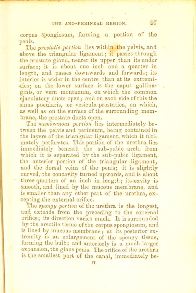 corpus spongiosum, forming a portion of tlie penis. The prostatic portion lies within the pelvis, and above the triangular ligament; it passes through the prostate gland, nearer its upper than its under surface; it is about one inch and a quarter in length, and passes downwards and forwards; its interior is wider in the centre than at its extremi- ties; on the lower surface is the caput gallina- ginis, or vera montanum, on which the common ejaculatory ducts open; and on each side of this the sinus pocularis, or vesicula prostatica, on which, as well as on the surface of the surrounding mem- brane, the prostate ducts open. The membranous portion lies intermediately be- tween the pelvis and perineum, being contained in the layers of the triangular ligament, which it ulti- mately perforates. This portion of the urethra lies immediately beneath the sub-pubic arch, from which it is separated by the sub-pubic ligament, the anterior portion of the triangular ligament, and the dorsal veins of the penis; it is slightly curved, the concavity turned upwards, and is about three quarters of an inoh in length; its cavity is smooth, and lined by the mucous membrane, and is smaller than any other part of the urethra, ex- cepting the external orifice. The spongy portion of the urethra is the longest, and extends from the preceding to the external orifice; its direction varies much. It is surrounded by the erectile tissue of the corpus spongiosum, and is lined by mucous membrane ; at its posterior ex- tremity is an enlargement of the spongy tissue, forming the bulb; and anteriorly is a much larger expansion, the glans penis. The orifice of the urethra is the smallest part of the canal, immediately be- n