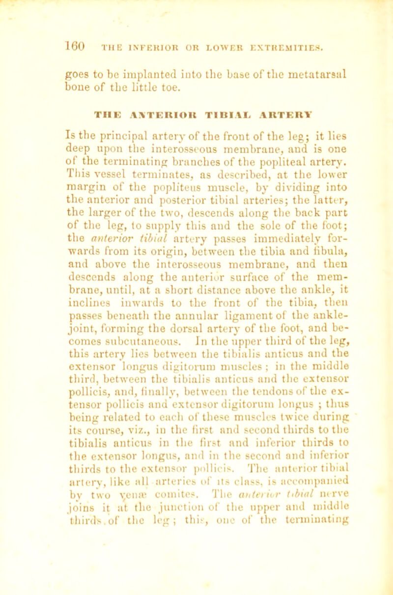 goes to be implanted into the base of the metatarsal bone of the little toe. THE AATEKIOlt TIBIAE ARTERY Is the principal artery of the front of the leg; it lies deep upon the interosseous membrane, and is one of the terminating branches of the popliteal artery. This vessel terminates, as described, at the lower margin of the popliteus muscle, by dividing into the anterior and posterior tibial arteries; the latter, the larger of the two, descends along the back part of the leg, to supply this and the sole of the foot; the anterior tibial artery passes immediately for- wards from its origin, between the tibia and fibula, and above the interosseous membrane, and then descends along the anterior surface of the mem- brane, until, at a short distance above the ankle, it inclines inwards to the front of the tibia, then passes beneath the annular ligament of the ankle- joint, forming the dorsal artery of the foot, and be- comes subcutaneous. In the upper third of the leg, this artery lies between the tibialis anticus and the extensor longus digitorum muscles ; in the middle third, between the tibialis anticus and the extensor pollicis, and, finally, between the tendons of the ex- tensor pollicis and extensor digitorum longus ; thus being related to each of these muscles twice during its course, viz., in the first and second thirds to the tibialis anticus in the first and inferior thirds to the extensor longus, and in the second and inferior thirds to the extensor pollicis. The anterior tibial artery, like all arteries of its class, is accompanied by two A;enffi comites. The anterior tibial nerve joins it at the junction of the upper and middle thirds.of the leg; this, one of the terminating