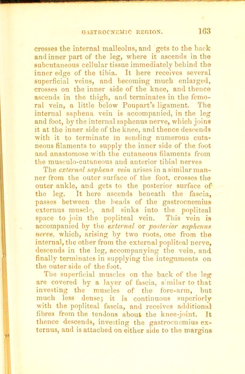 OASTROCNEMIC REGION. 1G3 crosses the internal malleolus, and gets to the back and inner part of the leg, where it ascends in the subcutaneous cellular tissue immediately behind the inner edge of the tibia. It here receives several superficial veins, and becoming much enlarged, crosses on the inner side of the knee, and thence ascends in the thigh, and terminates in the femo- ral vein, a little below Poupart’s ligament. The internal snphena vein is accompanied, in the leg and foot, by the internal saphenus nerve, which joins it at the inner side of the knee, and thence descends with it to terminate in sending numerous cuta- neous filaments to supply the inner side of the foot and anastomose with the cutaneous filaments from the musculo-cutaneous and anterior tibial nerves The external saphena vein arises in a similar man- ner from the outer surface of the foot, crosses the outer ankle, and gets to the posterior surface of the leg. It here ascends beneath the fascia, passes between the heads of the gastrocnemius extemus muscle, and sinks into the popliteal space to join the popliteal vein. This vein is accompanied by the external or posterior saphenus nerve, which, arising by two roots, one from the internal, the other from the external popliteal nerve, descends in the leg, accompanying the vein, and finally terminates in supplying the integuments on the outer side of the foot. The superficial muscles on the hack of the leg are covered by a layer of fascia, similar to that investing the muscles of the fore-arm, but much less dense; it is continuous superiorly with the popliteal fascia, and receives additional- fibres from the tendons about the knee-joint. It thence descends, investing the gastrocnemius ex- ternus, and is attached on either side to the margins