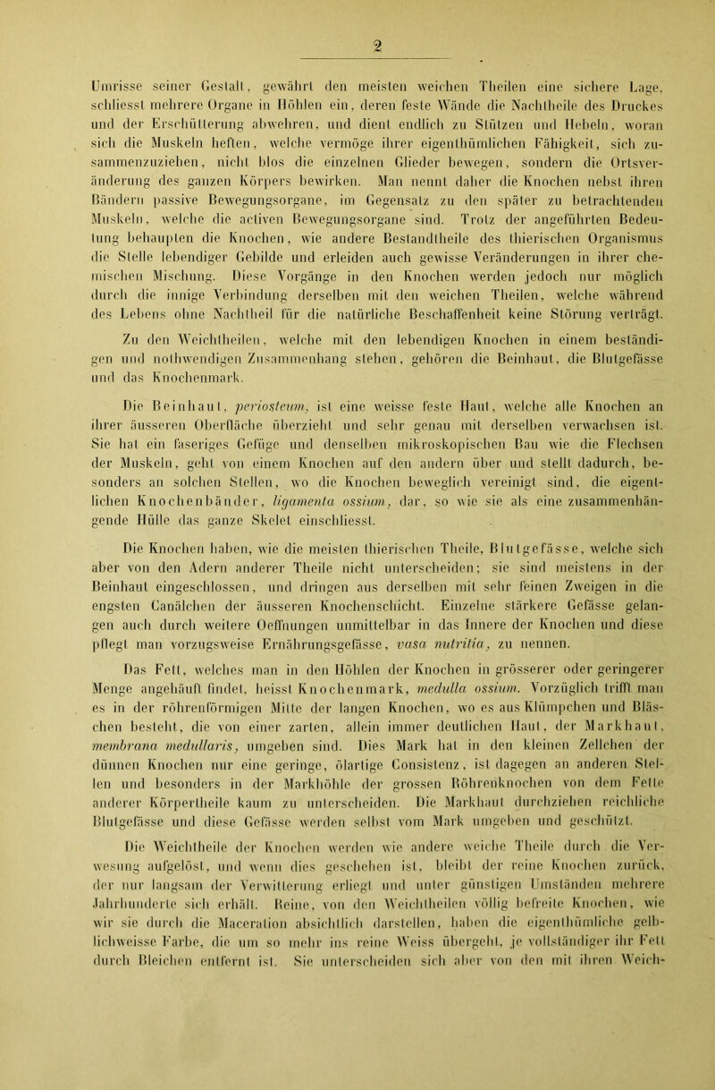 Umrisse seiner Gestalt, gewährt den meisten weichen Theilen eine sichere Lage, schliesst mehrere Organe in Höhlen ein, deren feste Wände die Nachtheile des Druckes und der Erschütterung abwehren, und dient endlich zu Stützen und Hebeln, woran sich die Muskeln heften, welche vermöge ihrer eigenihümlichen Fähigkeit, sich zu- sammenzuziehen, nicht blos die einzelnen Glieder bewegen, sondern die Ortsver- änderung des ganzen Körpers bewirken. Man nennt daher die Knochen nebst ihren Bändern passive Bewegungsorgane, im Gegensatz zu den später zu betrachtenden Muskeln, welche die activen Bewegungsorgane sind. Trotz der angeführten Bedeu- tung behaupten die Knochen, wie andere Bestandteile des tierischen Organismus die Stelle lebendiger Gebilde und erleiden auch gewisse Veränderungen in ihrer che- mischen Mischung. Diese Vorgänge in den Knochen werden jedoch nur möglich durch die innige Verbindung derselben mit den weichen Theilen, welche während des Lebens ohne Nachtheil für die natürliche Beschaffenheit keine Störung verträgt. Zu den Weichtheilen, welche mit den lebendigen Knochen in einem beständi- gen und notwendigen Zusammenhang stehen, gehören die Beinhaut, die Blutgefässe und das Knochenmark. Die Beinhaut, periostewn, ist eine weisse feste Haut, welche alle Knochen an ihrer äusseren Oberfläche überzieht und sehr genau mit derselben verwachsen ist. Sie hat ein faseriges Gefüge und denselben mikroskopischen Bau wie die Flechsen der Muskeln, geht von einem Knochen auf den andern über und stellt dadurch, be- sonders an solchen Stellen, wo die Knochen beweglich vereinigt sind, die eigent- lichen Knochenbänder, ligamenta ossium, dar, so wie sie als eine zusammenhän- gende Hülle das ganze Skelet einschliesst. Die Knochen haben, wie die meisten tierischen Theile, Blutgefässe, welche sich aber von den Adern anderer Theile nicht unterscheiden; sie sind meistens in der Beinhaut eingeschlossen, und dringen aus derselben mit sehr feinen Zweigen in die engsten Canälchen der äusseren Knochenschicht. Einzelne stärkere Gefässe gelan- gen auch durch weitere Oeffnungen unmittelbar in das Innere der Knochen und diese pflegt man vorzugsweise Ernährungsgefässe, vasa nutritia, zu nennen. Das Fett, welches man in den Höhlen der Knochen in grösserer oder geringerer Menge angehäuft findet, heisst Knochenmark, medullci ossium. Vorzüglich trifft man es in der röhrenförmigen Mitte der langen Knochen, wo es aus Klümpchen und Bläs- chen besteht, die von einer zarten, allein immer deutlichen Haut, der Markhaut, membrana medulläris, umgeben sind. Dies Mark hat in den kleinen Zellchen der dünnen Knochen nur eine geringe, ölartige Consistenz, ist dagegen an anderen Stel- len und besonders in der Markhöhle der grossen Röhrenknochen von dem Felle anderer Körperlheile kaum zu unterscheiden. Die Markhaut durchziehen reichliche Blutgefässe und diese Gefässe werden seihst vom Mark umgeben und geschützt. Die Weichtheile der Knochen werden wie andere weiche Theile durch die Ver- wesung aufgelöst, und wenn dies geschehen ist, bleibt der reine Knochen zurück, der nur langsam der Verwitterung erliegt und unter günstigen Umständen mehrere Jahrhunderte sich erhält. Reine, von den Weichtheilen völlig befreite Knochen, wie wir sie durch die Maceralion absichtlich darstellen, haben die eigenlhümliche gclb- liclnveisse Farbe, die um so mehr ins reine Weiss übergeht, je vollständiger ihr Fett durch Bleichen entfernt ist. Sie unterscheiden sich aber von den mit ihren Weich-