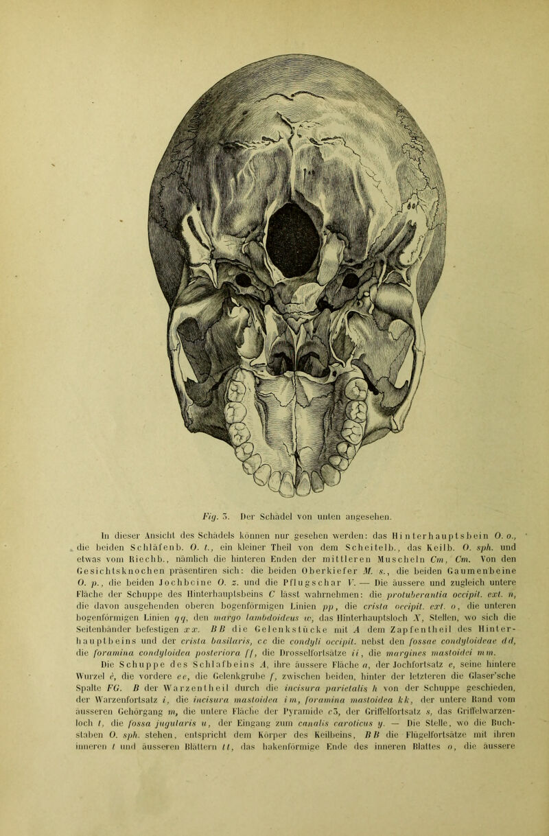 Fig. 3. Her Schädel von unten angesehen. ln diesei’ Ansicht des Schädels können nur gesehen werden: das Hinterhauptsbein 0. o., die beiden Schläfenb. 0. t., ein kleiner Theil von dem Scheitelb., das Keilb. 0. sph. und etwas vom Riechb., nämlich die hinteren Enden der mittleren Muscheln Cm, Cm. Von den Gesichtsknochen präsentiren sich: die beiden Oberkiefer M. s., die beiden Gaumenbeine 0. p., die beiden Jochbeine 0. z. und die Pflugschar V. ■— Die äussere und zugleich untere Fläche der Schuppe des Hinterhauptsbeins C lässt wahrnehmen: die protubernntia occipit. cxl. n, die davon ausgehenden oberen bogenförmigen Linien pp, die erisin occipit. cxt. o, die unteren bogenförmigen Linien qq, den margo lambcloideus io, das Hinterhauptsloch .V, Stellen, wo sich die Seitenbänder befestigen xx. litt die Gelenkstücke mit A dem Zapfentkeil des Hinter- hauptbeins und der crista basilaris, cc die condyli occipit. nebst den fossae condyloideae dd, die foramina condyloidea posteriora ff, die Drosselfortsätze ii, die margines mastoidei mm. Die Schuppe des Schlafbeins .4, ihre äussere Flächen, der Jochfortsalz e, seine hintere Wurzel c, die vordere ec, die Gelenkgrube /', zwischen beiden, hinter der letzteren die Glaser’sche Spalte FG. ß der Warzen theil durch die incisura parietalis Ii von der Schuppe geschieden, der Warzenfortsatz i, die incisura masloidea im, foramina mastoidea kk, der untere Rand vom äusseren Gehörgang m, die untere Fläche der Pyramide < o, der Griffelfortsatz s, das Griffelwarzen- loch t, die fossa jugularis u, der Eingang zum canalis caroticus g. — Die Stelle, wo die Ruch- staben 0. sph. stehen, entspricht dem Körper des Keilbeins, UH die Flügelfortsätze mit ihren inneren t und äusseren Blättern tl, das hakenförmige Ende des inneren Blattes o, die äussere