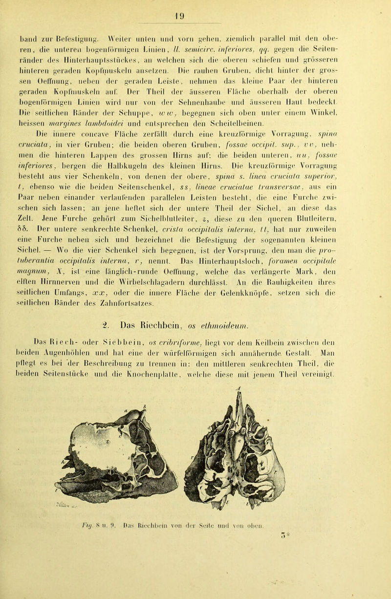 band zur Befestigung. Weiler unleu und vorn gehen, ziemlich parallel mit den obe- ren, die unteren bogenförmigen Linien, II. semicirc. inferiores, qq. gegen die Seilen- ränder des Hinterhauptssliickes, an welchen sich die oberen schiefen und grösseren hinteren geraden Kopfmuskeln anselzen. Die rauhen Gruben, dicht hinter der gros- sen Oeffnung, neben der geraden Leiste, nehmen das kleine Paar der hinteren geraden Kopfmuskeln auf. Der Theil der äusseren Fläche oberhalb der oberen bogenförmigen Linien wird nur von der Sehnenhaube und äusseren Haut bedeckt. Die seitlichen Ränder der Schuppe, ww, begegnen sieb oben unter einem Winkel, heissen margines lambdoidei und entsprechen den Scheitelbeinen. Die innere concave Fläche zerfällt durch eine kreuzförmige Vorragung, spinn cruciata, in vier Gruben; die beiden oberen Gruben, fossae occipit. sup., vv, neh- men die hinteren Lappen des grossen Hirns auf; die beiden unteren, uu, fossae inferiores, bergen die Halbkugeln des kleinen Hirns. Die kreuzförmige Vorragung besteht aus vier Schenkeln, von denen der obere, spina s. lineu cruciata superior, t, ebenso wie die beiden Seitenschenkel, ss. lineae cruciatae transversae, aus ein Paar neben einander verlaufenden parallelen Leisten besteht, die eine Furche zwi- schen sich lassen; an jene heftet sich der untere Theil der Sichel, an diese das Zell. Jene FTirche gehört zum Sichelblutleiter, s, diese zu den queren Binlleilern, 8S. Der untere senkrechte Schenkel, crista occipitalis interna, It, bat nur zuweilen eine Furche neben sich und bezeichnet die Befestigung der sogenannten kleinen Sichel.— Wo die vier Schenkel sich begegnen, ist der Vorsprung, den man die pro- tuberantia occipitalis interna, r, nennt. Das Hinterhauptsloch, foramen occipitale magnum, X, isi eine länglich-runde Oeffnung, welche das verlängerte Mark, den elften Hirnnerven und die Wirbelschlagadern durchlässl. An die Rauhigkeiten ihres seitlichen Umfangs, xx, oder die innere Fläche der Gelenkknöpfe, setzen sich die seitlichen Bänder des Zahnfortsatzes. Das Riech- oder Siebbein, os cribriforme. hegt vor dem Keilbein zwischen den beiden Augenhöhlen und bat eine der würfelförmigen sich annähernde Gestalt. Man pflegt es bei der Beschreibung zu trennen in: den mittleren senkrechten Theil, die beiden Seitenstücke und die Knochenplatte, weiche diese mit jenem Theil vereinigt. 2. Das Riechbein, os ethrnoideum. lag. s ii. 0. Das tUcchbein von der Seite und von oben