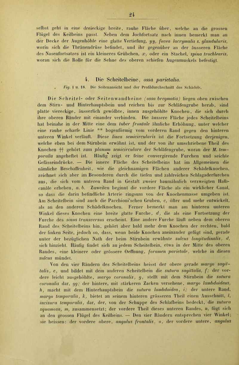 Flügel des Keilbeins passt. Neben dem Jochfortsatz nach innen bemerkt man an der Decke der Augenhöhle eine glatte Vertiefung, yy, fovea lacrymalis s. glandularis. worin sich die Thränendrüse befindet, und ihr gegenüber an der äusseren Fläche des Nasenforlsatzes ist ein kleineres Grübchen, x, oder ein Stachel, spina trochlearis, woran sich die Rolle für die Sehne des oberen schiefen Augenmuskels befestigt. i. Die Scheitelbeine, ossa parietalia. . Fig. 1 11. 18. Die Seitenansicht und der Profildurchschnitt des Schädels. Die Scheitel- oder Seitenwandbeine (ossa bregmatis) liegen oben zwischen dem Stirn- und Hinterhauptsbein und reichen bis zur Schläfengrube herab, sind platte viereckige, äusserlich gewölbte, innen ausgehöhlte Knochen, die sich durch ihre oberen Ränder mit einander verbinden. Die äussere Fläche jedes Scheitelbeins hat beinahe in der Mitte eine dem tuber frontale ähnliche Erhöhung, unter welcher eine rauhe scharfe Linie ** bogenförmig vom vorderen Rand gegen den hinteren unteren Winkel verläuft. Diese linea semicircularis ist die Fortsetzung derjenigen, welche eben bei dem Stirnbein erwähnt ist, und der von ihr umschriebene Theil des Knochen ff gehört zum planum semicirculare der Schläfengrube, woran der M. tem- poralis angeheftet ist. Häufig zeigt er feine convergirende Furchen und seichte Gefässeindrücke. — Die innere Fläche des Scheitelbeins hat im Allgemeinen die nämliche Beschaffenheit, wie die gleichnamigen Flächen anderer Schädelknochen, zeichnet sich aber im Besonderen durch die liefen und zahlreichen Schlagaderfurchen aus, die sich vom unteren Rand in Gestalt zweier baumähnlich verzweigten Halb- canäle erheben, a. b. Zuweilen beginnt die vordere Fläche als ein wirklicher Canal, so dass die darin befindliche Arterie ringsum von der Knochenmasse umgeben ist. Am Scheitelbein sind auch die Pacchioni’schen Gruben, c, öfter und mehr entwickelt, als an den anderen Schädelknochen. Ferner bemerkt man am hinteren unteren Winkel dieses Knochen eine breite glatte Furche, d, die als eine Fortsetzung der Furche des sinus transversus erscheint. Eine andere Furche läuft neben dem oberen Rand des Scheitelbeins bin, gehört aber bald mehr dem Knochen der rechten, bald der linken Seite, jedoch so, dass, wenn beide Knochen aneinander gefügt sind, gerade unter der bezüglichen Nath der beim Stirnbein erwähnte sulcus longitudinaUs, d. sich hinzieht. Häufig findet sich an jedem Scheitelbein, etwa in der Mitte des oberen Randes, eine kleinere oder grössere Oeffnung, foramen parietale, welche in diesen sulcus mündet. Von den vier Rändern des Scheitelbeins heisst der obere gerade rnargo sagit- talis, e, und bildet mit dem anderen Scheitelbein die sutura sagittalis, f; der vor- dere leicbl ausgehöhlte, margo coronalis, g, stellt, mit dem Stirnbein die sutura coronalis dar, gg; der hintere, mit stärkeren Zacken versehene, margo lambdoideus. h, macht mit dem Hinterhauptsbein die sutura lambdoidea, i; der untere Rand, margo temporalis, k, bietet an seinem hinteren grösseren Theil einen Ausschnitt, l, incisura temporalis, dar, der, von der Schuppe des Schlafbeins bedeckt, die sutura squamosa, m, zusammensetzt; der vordere Theil dieses unteren Randes, n, fügt sich an den grossen Flügel des Keilbeins. — Den vier Rändern entsprechen vier Winkel; sie heissen: der vordere obere, angulus frontalis, o, der vordere untere, angulus