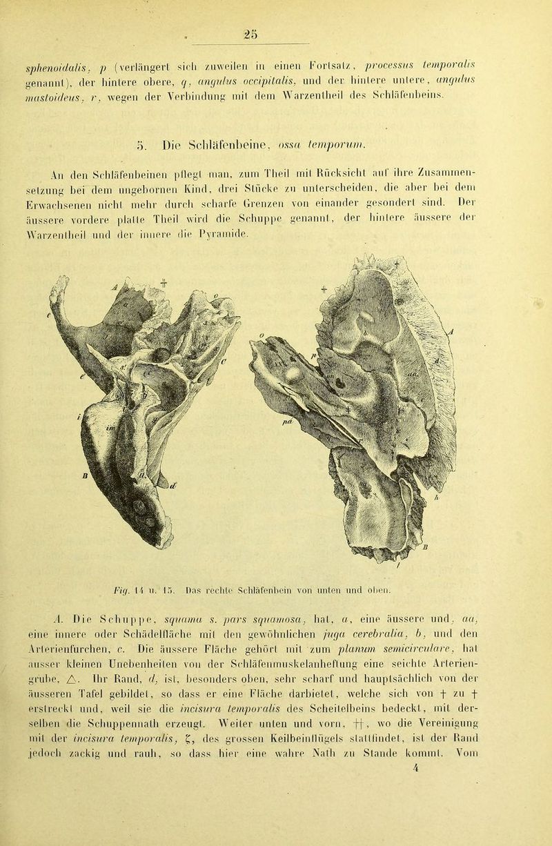 genannt), der hintere obere, q, mujulus occipitalis, und der hintere untere, angnlus mastoideus, r, wegen der Verbindung mit dem Warzentheil des Schläfenbeins. 5. Die Schläfenbeine, ossa temporum. An den Schläfenbeinen pliegt man, zürn Theil mit Rücksicht auf ihre Zusammen- setzung bei dem ungebornen Kind, drei Stücke zu unterscheiden, die aber bei dem Erwachsenen nicht mehr durch scharfe Grenzen von einander gesondert sind. Der äussere vordere platte Theil wird die Schuppe genannt, der hintere äussere der Warzentheil und der innere die Pyramide. Fig. 14 11. 15. Das rechte Schläfenbein von unten und oben. A. Die Schuppe, sqvamu, s. pars squamosa, hat, a, eine äussere und, aa, eine innere oder Schädelfläche mit den gewöhnlichen juga cerebralia, b. und den Arterienfurchen, c. Die äussere Fläche gehört mit zum planum semicirculare, hat ausser kleinen Unebenheiten von der Schläfenmuskelanheftung eine seichte Arlerien- grube, ZV Ihr Rand, d, ist, besonders oben, sehr scharf und hauptsächlich von der äusseren Tafel gebildet, so dass er eine Fläche darbietet, welche sich von f zu f erstreckt und, weil sie die incisura temporalis des Scheitelbeins bedeckt, mit der- selben die Schuppennalh erzeugt. Weiter unten und vorn, ff, wo die Vereinigung mit der incisura. temporalis, des grossen Keilbein Hügels stal l findet, ist. der Rand jedoch zackig und rauh, so dass hier eine wahre Nath zu Stande kommt. Vom 4