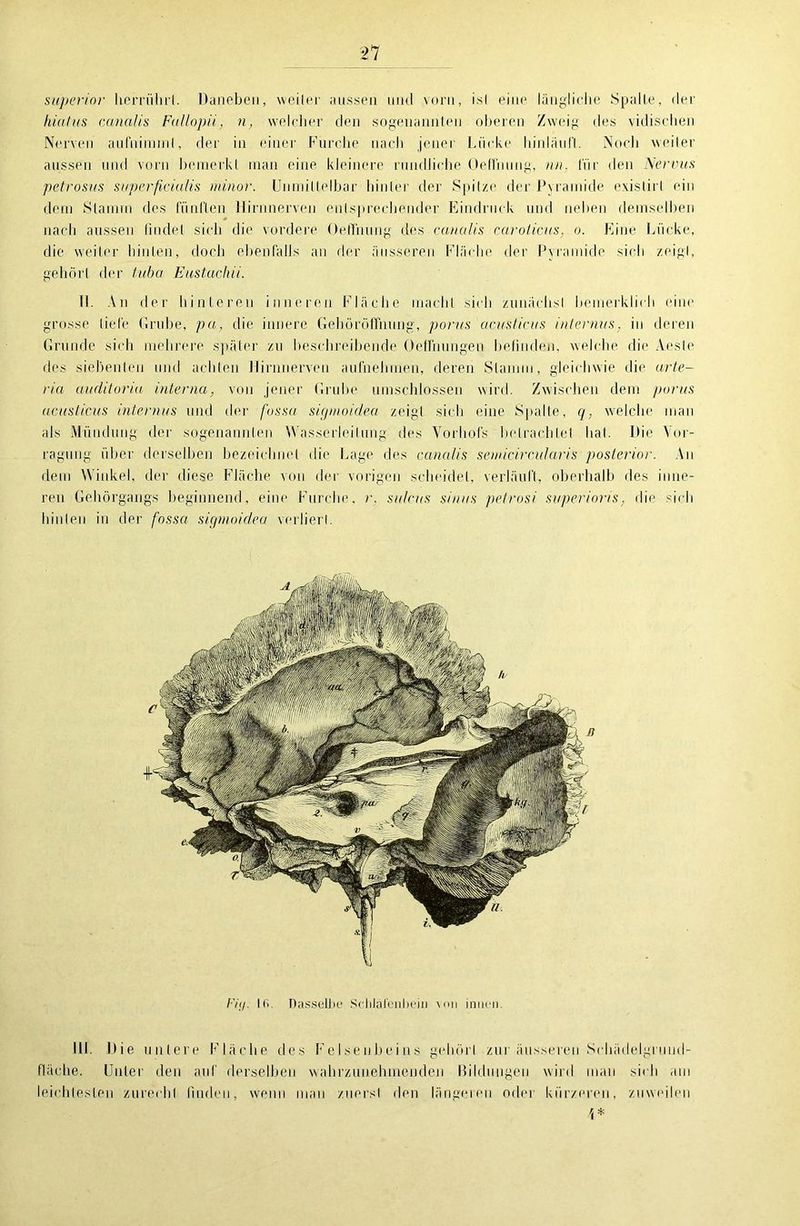 superiov herrührl. Daneben, weiter aussen und vorn, ist eine längliche Spalte, der hiatus canalis Fallopii, n, welcher den sogenannten oberen Zweig des vidisclien Nerven aufniminl, der in einer Furche nach jener Lücke binläul't. Noch weiter aussen und vorn bemerkt man eine kleinere rundliche Oelthung, nn, für den Nereus petrosus superficialis minor. Unmittelbar hinter der Spitze der Pyramide existirl ein dem Stamm des fünften Hirnnerven entsprechender Eindruck und neben demselben nach aussen findet sich die vordere OetTnung des canalis rar oticus, o. Eine Lücke, die weiter hinten, doch ebenfalls an der äusseren Fläche der Pyramide sich zeigt, gehört der tuba Eustachii. II. An der hinteren inneren Fläche macht sich zunächst bemerklich eine grosse liefe Grube, pa, die innere Gehöröflhung, porus acusticus internus, in deren Grunde sich mehrere später zu beschreibende OelFnungen befinden, welche die Acste des siebenten und achten Hirnnerven aufnehmen, deren Stamm, gleichwie die arte- ria uuditoria interna, von jener Grube umschlossen wird. Zwischen dem porus acusticus internus und der fossa sigmoidea zeigt sich eine Spalte, q, welche man als Mündung der sogenannten Wasserleitung des Vorhols betrachtet hat. Die Vor- legung über derselben bezeichnet die Lage des canalis semicircularis posterior. An dem Winkel, der diese Fläche von der vorigen scheidet, verläuft, oberhalb des inne- ren Gehörgangs beginnend, eine Furche, r. sulrus sinus petrosi superioris, die sich hinten in der fossa sigmoidea verliert. Fit/. 16 Dasselbe Schläfenbein \<>n innen Jll. Die untere Fläche des Felsenbeins gehört zur äusseren Sehädelgrund- flüche. Unter den auf derselben wahrzunehmenden Bildungen wird man sich am leichtesten zurecht linden, wenn man zuerst den längeren oder kürzeren, zuweilen