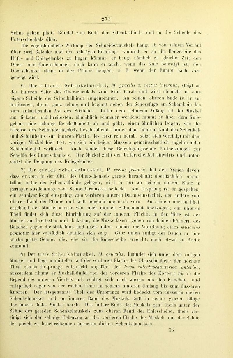 Sehne gehen platte Bündel zu in Ende der Schenkelbinde und in die Scheide des Unterschenkels über. Die eigentümliche Wirkung des Schneidermuskels hängt ab von seinem Verlaut über zwei Gelenke und der schrägen Richtung, wodurch er an die Beugeseite des Hilft - und Kniegelenkes zu liegen kömmt; er beugt nämlich zu gleicher Zeit den Ober- und Unterschenkel; doch kann er auch, wenn das Knie befestigt ist, den Oberschenkel allein in der Pfanne beugen, z. B. wenn der Rumpf nach vorn geneigt wird. (j) Der schlanke Schenkelmuskel, M. gracilis s. reclus internus, steigt an der inneren Seite des Oberschenkels zum Knie herab und wird ebenfalls in eine eigene Scheide der Schenkelbinde aufgenommen. An seinem oberen Ende isl er am breitesten, dünn, ganz sehnig und beginnt neben der Schossfuge am Schambein bis zum aulsteigenden Ast des Sitzbeins. Unter dem sehnigen Anfang ist der Muskel am dicksten und breitesten, allmählich schmaler werdend nimmt er über dem Knie- gelenk eine sehnige Beschaffenheit an und geht, einen ähnlichen Bogen, wie die Flechse des Schneidermuskels beschreibend, hinter dem inneren Kopf des Schenkel- und Schienbeins zur inneren Fläche des letzteren herab, setzt sich vereinigt mit dem vorigen Muskel hier fest, wo sich ein beiden Muskeln gemeinschaftlich angehörender Schleimbeutel vorfindet. Auch sendet diese Befestigungssehne Fortsetzungen zur Scheide des Unterschenkels. Der Muskel zieht den Unterschenkel einwärts und unter- stützt die Beugung des Kniegelenkes. 7) Der gerade Schenkelmuskel, M. rechts femoris, hat den Namen davon, dass er vorn in der Mitte des Oberschenkels gerade herabläuft; oberflächlich, unmit- telbar unter der Schenkeibinde gelegen, wird er nur an seinem oberen Ende in geringer Ausdehnung vom Schneidermuskel bedeckt. Am Ursprung ist er gespalten; ein sehniger Kopf entspringt vom vorderen unteren Darmbeinstachel, der andere vom oberen Band der Pfanne und läuft bogenförmig nach vorn. An seinem oberen Theil erscheint der Muskel aussen von einer dünnen Sehnenhaut überzogen; am unteren Theil findet, sich diese Einrichtung auf der inneren Fläche, in der Mitte ist der Muskel am breitesten und dicksten, die Muskelfasern gehen von beiden Rändern des Bauches gegen die Mittellinie und nach unten, sodass die Anordnung eines musculus pennatus hier vorzüglich deutlich sich zeigt. Ganz unten endigt der Bauch in eine starke platte Sehne, die, ehe sie die Kniescheibe erreicht, noch etwas an Breite zunimmt. 8) Der liefe Schenkelmuskel, M. cruralis, befindet sieb unter dem vorigen Muskel und liegt unmittelbar auf der vorderen Fläche des Oberschenkels; der höchste Theil seines Ursprungs entspricht ungefähr der linea intertrochanterica anterior. ausserdem nimmt er Muskelbündel von der vorderen Fläche des Körpers bis in die Gegend des unteren Viertels auf, schlägt sich nach aussen um den Knochen, und entspringt sogar von der rauhen Linie an seinem hinteren Umfang bis zum äusseren Knorren. Der letzgenannte Theil des Ursprungs wird bedeckt vom äusseren dicken Schenkelmuskel und am inneren Rand des Muskels läuft in seiner ganzen Länge der innere dicke Muskel herab. Das untere Ende des Muskels gehl llieils unter der Sehne des geraden Schenkelmuskels zum oberen Rand der Kniescheibe, theils ver- einigt sich der sehnige Ueberzug an der vorderen Fläche des Muskels mit der Sehne des gleich zu beschreibenden äusseren dicken Schenkelmuskels. 35