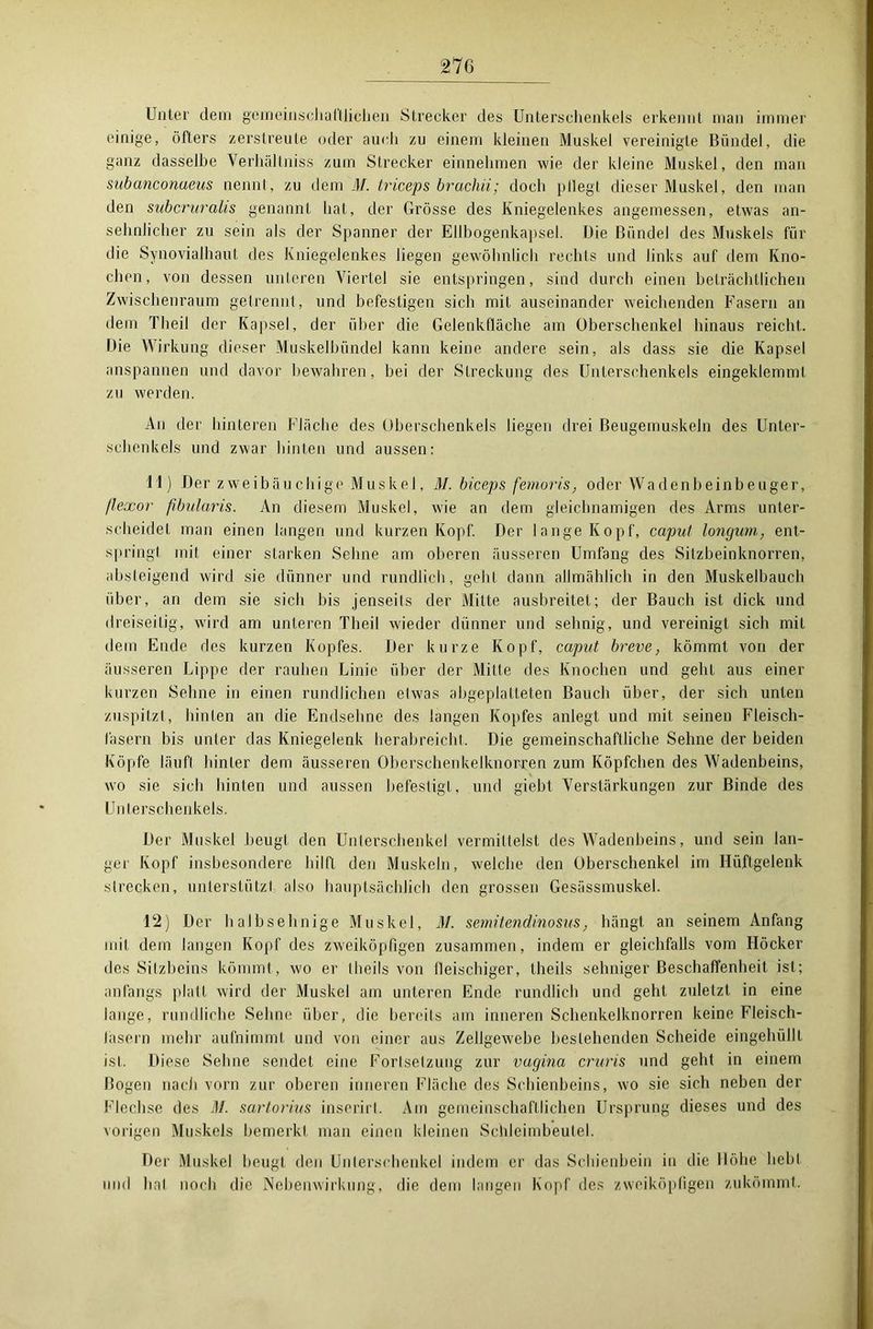 Unter dem gemeinschaftlichen Strecker des Unterschenkels erkennt man immer einige, öfters zerstreute oder auch zu einem kleinen Muskel vereinigte Bündel, die ganz dasselbe Verhältniss zum Strecker einnehmen wie der kleine Muskel, den man subanconaeus nennt, zu dem M. triceps brachii; doch pliegt dieser Muskel, den man den subcruralis genannt hat, der Grösse des Kniegelenkes angemessen, etwas an- sehnlicher zu sein als der Spanner der Ellbogenkapsel. Die Bündel des Muskels für die Synovialhaut des Kniegelenkes liegen gewöhnlich rechts und links auf dem Kno- chen, von dessen unteren Viertel sie entspringen, sind durch einen beträchtlichen Zwischenraum getrennt, und befestigen sich mit auseinander weichenden Fasern an dem Theil der Kapsel, der über die Gelenkfläche am Oberschenkel hinaus reicht. Die Wirkung dieser Muskelbündel kann keine andere sein, als dass sie die Kapsel anspannen und davor bewahren, bei der Streckung des Unterschenkels eingeklemmt zu werden. An der hinteren Fläche des Oberschenkels liegen drei Beugemuskeln des Unter- schenkels und zwar hinten und aussen: 11) Der zweibäuchige Muskel, M. biceps femoris, oder Wadenbeinbeuger, flexor fibularis. An diesem Muskel, wie an dem gleichnamigen des Arms unter- scheidet man einen langen und kurzen Kopf. Der lange Kopf, caput longum, ent- springt mit einer starken Sehne am oberen äusseren Umfang des Sitzbeinknorren, absteigend wird sie dünner und rundlich, geht dann allmählich in den Muskelhauch über, an dem sie sich bis jenseits der Mitte ausbreitet; der Bauch ist dick und dreiseitig, wird am unteren Theil wieder dünner und sehnig, und vereinigt sich mit dem Ende des kurzen Kopfes. Der kurze Kopf, caput breve, kömmt von der äusseren Lippe der rauhen Linie über der Mitte des Knochen und geht aus einer kurzen Sehne in einen rundlichen etwas abgeplatteten Bauch über, der sich unten zuspitzt, hinten an die Endselme des langen Kopfes anlegt und mit seinen Fleisch- fasern bis unter das Kniegelenk herabreicht. Die gemeinschaftliche Sehne der beiden Köpfe läuft hinter dem äusseren Obcrschenkelknorren zum Köpfchen des Wadenbeins, wo sie sich hinten und aussen befestigt, und giebt Verstärkungen zur Binde des Unlerschenkels. Der Muskel beugt den Unterschenkel vermittelst des Wadenbeins, und sein lan- ger Kopf insbesondere hilft den Muskeln, welche den Oberschenkel im Hüftgelenk strecken, unterstützt also hauptsächlich den grossen Gesässmuskel. 12) Der halbsehnige Muskel, M. semitendinosus, hängt an seinem Anfang mit dem langen Kopf des zweiköpfigen zusammen, indem er gleichfalls vom Höcker des Sitzbeins kömmt, wo er Iheils von fleischiger, theils sehniger Beschaffenheit ist; anfangs platt wird der Muskel am unteren Ende rundlich und geht zuletzt in eine lange, rundliche Sehne über, die bereits am inneren Schenkelknorren keine Fleisch- lasern mehr aufnimmt und von einer aus Zellgewebe bestehenden Scheide eingehüllt ist. Diese Sehne sendet eine Fortsetzung zur vagina cruris und geht in einem Bogen nach vorn zur oberen inneren Fläche des Schienbeins, wo sie sich neben der Flechse des il/. sartorius inscrirt. Am gemeinschaftlichen Ursprung dieses und des vorigen Muskels bemerkt man einen kleinen Schleimbeutel. Der Muskel beugt den Unterschenkel indem er das Schienbein in die Höhe hebt und hat noch die Nebenwirkung, die dem langen Kopf des zweiköpfigen zukömmt.