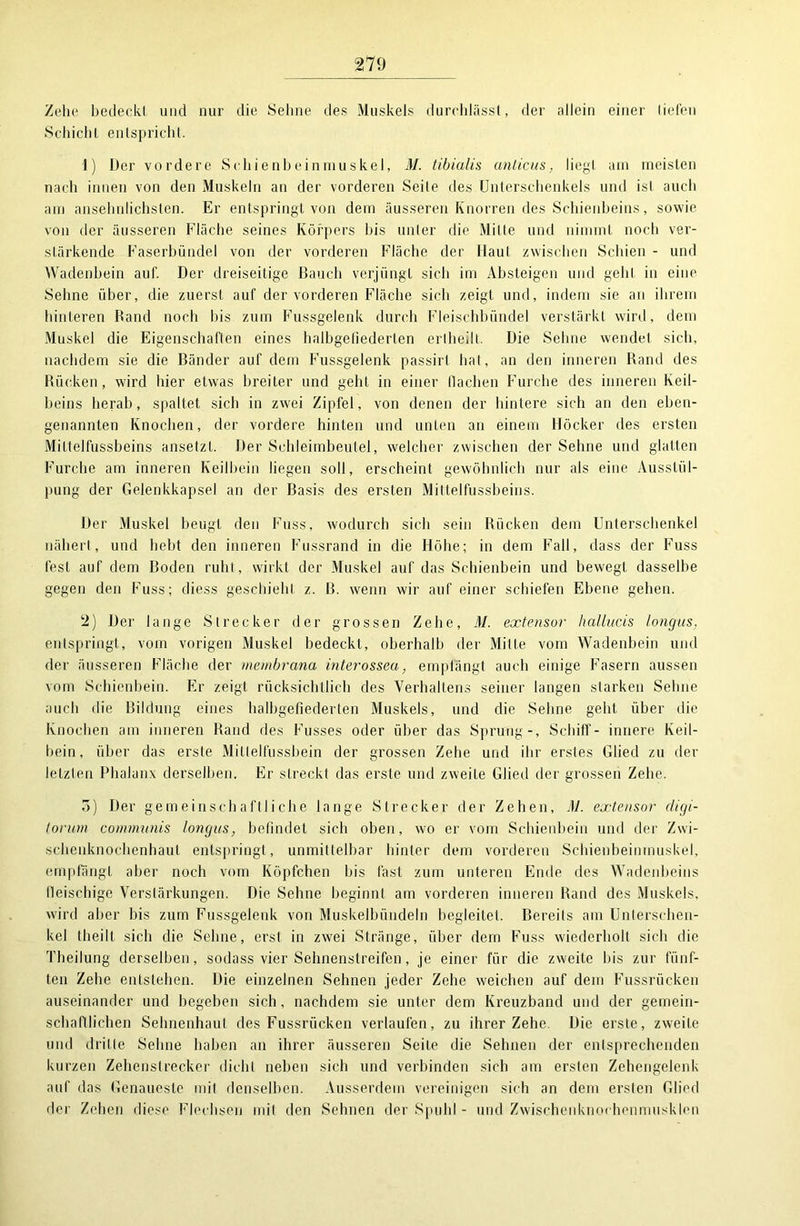 Zehe bedeckt und nur die Sehne des Muskels durchlässt, der allein einer liefen Schicht entspricht. 1) Der vordere Schienbeinmuskel, M. tibiulis anticus, liegt am meisten nach innen von den Muskeln an der vorderen Seile des Unterschenkels und isl auch am ansehnlichsten. Er entspringt von dem äusseren Knorren des Schienbeins, sowie von der äusseren Fläche seines Körpers bis unter die Mitte und nimmt noch ver- stärkende Faserbündel von der vorderen Fläche der Haut zwischen Schien - und Wadenbein auf. Der dreiseitige Bauch verjüngt sich im Absteigen und geht in eine Sehne über, die zuerst auf der vorderen Fläche sich zeigt und, indem sie an ihrem hinteren Band noch bis zum Fussgelenk durch Fleischbündel verstärkt wird, dem Muskel die Eigenschaften eines halbgefiederten erlheilt. Die Sehne wendet sich, nachdem sie die Bänder auf dem Fussgelenk passirl hat, an den inneren Rand des Rücken, wird hier etwas breiter und geht in einer flachen Furche des inneren Keil- beins herab, spaltet sich in zwei Zipfel, von denen der hintere sich an den eben- genannten Knochen, der vordere hinten und unten an einem Höcker des ersten Miltelfussbeins ansetzt. Der Schleimbeutel, welcher zwischen der Sehne und glatten Furche am inneren Keilbein liegen soll, erscheint gewöhnlich nur als eine Ausstül- pung der Gelenkkapsel an der Basis des ersten Miltelfussbeins. Der Muskel beugt den Fuss, wodurch sich sein Rücken dem Unterschenkel nähert, und hebt den inneren Fussrand in die Höhe; in dem Fall, dass der Fuss fest auf dem Boden ruht, wirkt der Muskel auf das Schienbein und bewegt dasselbe gegen den Fuss; diess geschieht z. B. wenn wir auf einer schiefen Ebene gehen. 2) Der lange Strecker der grossen Zehe, M. extensor hallucis longus, entspringt, vom vorigen Muskel bedeckt, oberhalb der Mitte vom Wadenbein und der äusseren Fläche der mernbrana interossea, empfängt auch einige Fasern aussen vom Schienbein. Er zeigt rücksichtlich des Verhaltens seiner langen starken Sehne auch die Bildung eines halbgefiederten Muskels, und die Sehne geht über die Knochen am inneren Rand des Fusses oder über das Sprung-, Schiff- innere Keil- bein, über das erste Mitlelfussbein der grossen Zehe und ihr erstes Glied zu der lelzlen Phalanx derselben. Er streckt das erste und zweite Glied der grossen Zehe. 5) Der gemeinschaftliche lange Strecker der Zehen, l\l. extensor digi- torum communis longus, befindet sich oben, wo er vom Schienbein und der Zwi- schenknochenhaut entspringt, unmittelbar hinter dem vorderen Schienbeinmuskel, empfängt aber noch vom Köpfchen bis last zum unteren Ende des Wadenbeins fleischige Verstärkungen. Die Sehne beginnt am vorderen inneren Rand des Muskels, wird aber bis zum Fussgelenk von Muskelbündeln begleitet. Bereits am Unterschen- kel theilt sich die Sehne, erst in zwei Stränge, über dem Fuss wiederholt sich die Theilung derselben, sodass vier Sehnenstreifen, je einer für die zweite bis zur fünf- ten Zehe entstehen. Die einzelnen Sehnen jeder Zehe weichen auf dem Fussrücken auseinander und begeben sich, nachdem sie unter dem Kreuzband und der gemein- schaftlichen Sehnenhaut des Fussrücken verlaufen, zu ihrer Zehe. Die erste, zweite und dritte Sehne haben an ihrer äusseren Seite die Sehnen der entsprechenden kurzen Zehenstrecker dicht neben sich und verbinden sich am ersten Zehengelenk auf das Genaueste mit denselben. Ausserdem vereinigen sich an dem ersten Glied der Zehen diese Flechsen mit den Sehnen der Spuhl - und Zwischenknochenmuskien