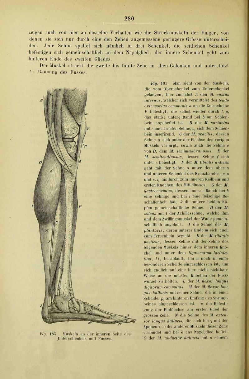 zeigen auch von hier an dasselbe Verhalten wie die Streckmuskeln der Finger, von denen sie sich nur durch eine den Zehen angemessene geringere Grösse unterschei- den. Jede Sehne spaltet sich nämlich in drei Schenkel, die seitlichen Schenkel befestigen sich gemeinschaftlich an dem Nagelglied, der innere Schenkel gehl zum hinteren Ende des zweiten Gliedes. Der Muskel streckt die zweite bis fünfte Zehe in allen Gelenken und unterstützt Rpnrrung des Kusses. Fig. 183. Man sieht von den Muskeln, die vom Oberschenkel zum Unterschenkel gelangen, hier zunächst A den M. vastus internus, welcher sich vermittelst des tendo extensorius communis a an die Kniescheibe P befestigt, die selbst wieder durch /. p, das starke untere Band bei b am Schien- bein angeheftet ist. B der M. sartorius mit seiner breiten Sehne, c, sich dem Schien- bein inserirend. C der M. gracitis, dessen Sehne d sich unter der Flechse des vorigen Muskels verbirgt, sowie auch die Sehne e von D, dem M. semimembranosus. E der M. semitendinosus, dessen Seime f sich unter c befestigt. F der M. libialis anticus geht mit der Sehne g unter dem oberen und unteren Schenkel des Kreuzbandes, c. s und c. i, hindurch zum inneren Keilbein und ersten Knochen des Mittelfusses. G der M. gastrocnemius, dessen innerer Bauch bei /< eine sehnige und bei i eine fleischige Be- schaffenheit hat, k die untere beiden Kö- pfen gemeinschaftliche Sehne. H der M. soleus mit l der Achillessehne, welche ihm und dem Zwillingsmuskel der Wade gemein- schaftlich angehört. I die Sehne des M. plantaris, deren unteres Ende in sich auch zum Fersenbein begiebt. K der M. libialis posticus, dessen Sehne mit der Sehne des folgenden Muskels hinter dem inneren Knö- chel und unter dem ligamentum lacinia- tum, ll, herabläuft, bei n noch in einer besonderen Scheide eingeschlossen ist, um sich endlich auf eine hier nicht sichtbare Weise an die meisten Knochen der Fuss- wurzel zu heften. L der M. /lexor longus digitorum communis. M der M. /lexor lon- gus hallucis mit seiner Sehne, die in eine) Scheide, p, am hinteren Umfang des Sprung- beines eingeschlossen ist. tc die Befesti- gung der Endflechse am ersten Glied der grossen Zehe. N die Sehne des M. exten- sor longus hallucis, die sich bei y mit der Aponeurose der anderen Muskeln dieser Zehe verbindet und bei 8 ans Nagelglied heftet. 0 der M. abductor hallucis mit o seinem Fig. 183. Muskeln an der inneren Seite des ^Unterschenkels und Fusses.