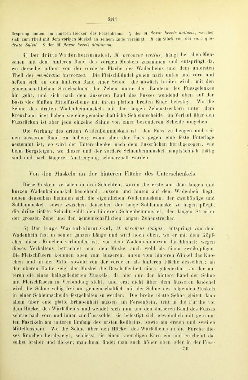 Ursprung hinten am inneren Höcker des Fersenbeins. (J der M ßexor brevis hallucis, welcher sich zum Theil mit dem vorigen Muskel an seinem Ende vereinigt, li ein Stück von der caro qua- drata Sylvii. S der M. ßexor brevis diyitorum. 4) Der dritte Wadenbeinmuskel, M. peroneus Lenins, hängt bei allen Men- schen mit dem hinteren Rand des vorigen Muskels zusammen und entspringt da, wo derselbe aufhört von der vorderen Fläche des Wadenbeins und dem untersten Theil der membrccna interossea. Die Fleischbündel gehen nach unten und vorn und heften sich an den hinteren Rand einer Sehne, die abwärts breiter wird, mit den gemeinschaftlichen Strecksehnen der Zehen unter den Bändern des Fussgelenkes hin geht, und sich nach dem äusseren Rand des Fusses wendend oben auf der Basis des fünften Mittelfussbeins mit ihrem platten breiten Ende befestigt. Wo die Sehne des dritten Wadenbeinmuskels mit den langen Zehenstreckern unter dem Kreuzband liegt haben sie eine gemeinschaftliche Schleimscheide; im Verlauf über den Fussrücken ist aber jede einzelne Sehne von einer besonderen Scheide umgeben. Die Wirkung des dritten Wadenbeinmuskels ist, den Fuss zu beugen und sei- nen äusseren Rand zu heben; wenn aber der Fuss gegen eine feste Unterlage gestemmt ist, so wird der Unterschenkel nach dem Fussrücken herabgezogen, wie beim Bergsteigen, wo dieser und der vordere Schienbeinmuskel hauptsächlich thätig sind und nach längerer Anstrengung schmerzhaft werden. Von den Muskeln an der hinteren Flüche des Unterschenkels. Diese Muskeln zerfallen in drei Schichten, wovon die erste aus dem langen und kurzen Wadenbeinmuskel bestehend, aussen und hinten auf dem Wadenbein liegt; neben denselben befinden sich die eigentlichen Wadenmuskeln, der zweiköpfige und Sohlenmuskel, sowie zwischen denselben der lange Sohlenmuskel zu liegen pflegt; die dritte tiefste Schicht zählt den hinteren Schienbeinmuskel, den langen Strecker der grossen Zehe und den gemeinschaftlichen langen Zehenstrecker. 5) Der lange Wadenbeinmuskel, AI. peroneus longus; entspringt von dem Wadenbein fast in seiner ganzen Länge und wird hoch oben, wo er mit dem Köpf- chen dieses Knochen verbunden ist, von dem Wadenbeinnerven durchbohrt; wegen dieses Verhaltens betrachtet man den Muskel auch wohl als einen zweiköpfigen. Die Fleischfasern kommen oben vom äusseren, unten vom hinteren Winkel des Kno- chen und in der Milte sowohl von der vorderen als hinteren Fläche desselben; an der oberen Hälfte zeigt der Muskel die Beschaffenheit eines gefiederten, an der un- teren die eines halbgefiederten Muskels, da liier nur der hintere Rand der Sehne mit Flcischfasern in Verbindung stellt, und erst dicht über dem äusseren Knöchel wird die Sehne völlig frei um gemeinschaftlich mit der Sehne des folgenden Muskels in einer Schleimscheide festgehalten zu werden. Die breite platte Sehne gleitet dann allein über eine glatte Erhabenheit aussen am Fersenbein, tritt in die Furche vor dem Höcker des Würfelbeins und wendet sich nun um den äusseren Rand des Fusses schräg nach vorn und innen zur Fusssohle; sic befestigt sich gewöhnlich mit getrenn- ten Fascikeln am unteren Umfang des ersten Keilbeins, sowie am ersten und zweiten Mittelfussbein. Wo die Sehne über den Höcker des Würfelbeins in die Furche die- ses Knochen herabsteigt, schliesst sie einen knorpligen Kern ein und erscheint da- selbst breiter und dicker; manchmal findet man auch höher oben oder in der Fuss- 36