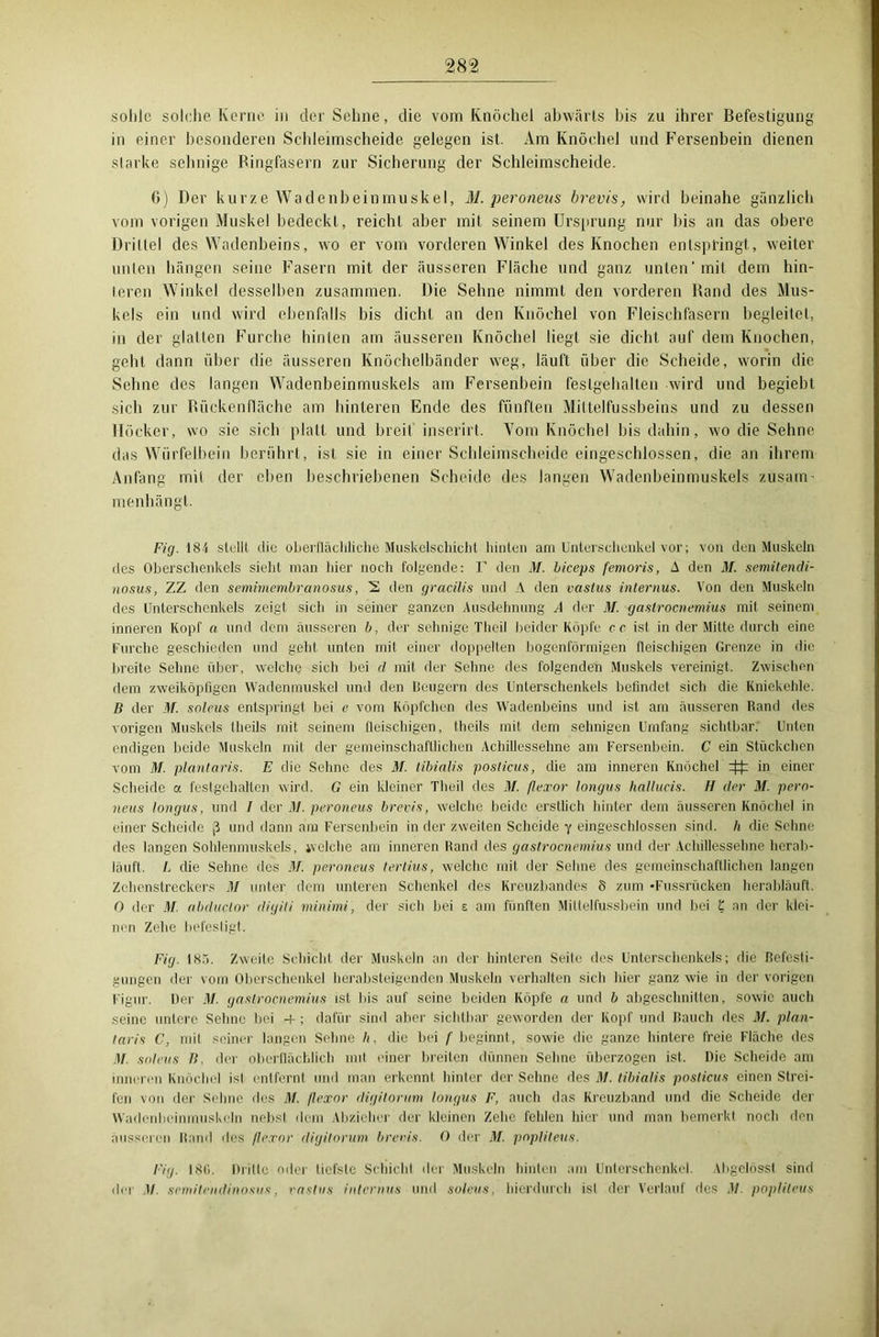 sohle solche Kerne in der Sehne, die vom Knöchel abwärts bis zu ihrer Befestigung in einer besonderen Schleimseheide gelegen ist. Am Knöchel und Fersenbein dienen starke sehnige Bingfasern zur Sicherung der Schleimscheide. 6) Der kurze Wadenbeinmuskel, M. peroneus brevis, wird beinahe gänzlich vom vorigen Muskel bedeckt, reicht aber mit seinem Ursprung nur bis an das obere Drittel des Wadenbeins, wo er vom vorderen Winkel des Knochen entspringt, weiter unten hängen seine Fasern mit der äusseren Fläche und ganz unten’mit dem hin- teren Winkel desselben zusammen. Die Sehne nimmt den vorderen Rand des Mus- kels ein und wird ebenfalls bis dicht an den Knöchel von Fleischfasern begleitet, in der glatten Furche hinten am äusseren Knöchel liegt sie dicht auf dem Knochen, geht dann über die äusseren Knöchelbänder weg, läuft über die Scheide, worin die Sehne des langen Wadenbeinmuskels am Fersenbein festgehalten wird und begiebt sich zur Rückenfläche am hinteren Ende des fünften Miltelfussbeins und zu dessen Höcker, wo sie sich platt und breit inserirt. Vom Knöchel bis dahin, wo die Sehne das Würfelbein berührt, ist sie in einer Schleimseheide eingeschlossen, die an ihrem Anfang mit der eben beschriebenen Scheide des langen Wadenbeinmuskels zusain menhängt. Fig. 184 stellt die oberflächliche Muskelscliicht hinten am Unterschenkel vor; von den Muskeln des Oberschenkels sieht man hier noch folgende: F den M. biceps femoris, A den M. semitendi- nosus, ZZ den seminiembranosus, 2 den gracilis und A den vastus internus. Von den Muskeln des Unterschenkels zeigt sich in seiner ganzen Ausdehnung A der M. gaslrocnemius mit seinem inneren Kopf a und dem äusseren b, der sehnige Theil beider Köpfe cc ist in der Mitte durch eine Furche geschieden und geht unten mit einer doppelten bogenförmigen fleischigen Grenze in die breite Sehne über, welche sich bei d mit der Sehne des folgenden Muskels vereinigt. Zwischen dem zweiköpfigen Wadenmuskel und den Beugern des Unterschenkels befindet sich die Kniekehle, ß der M. soleus entspringt bei e vom Köpfchen des Wadenbeins und ist am äusseren Rand des vorigen Muskels theils mit seinem fleischigen, theils mit dem sehnigen Umfang sichtbar. Unten endigen beide Muskeln mit der gemeinschaftlichen Achillessehne anr Fersenbein. C ein Stückchen vom M. plantaris. E die Sehne des M. tibialis posticus, die am inneren Knöchel 4t in einer Scheide a festgehalten wird. G ein kleiner Theil des M. fleror longus hallucis. H der M. pero- neus longus, und / der M. peroneus brevis, welche beide erstlich hinter dem äusseren Knöchel in einer Scheide j? und dann am Fersenbein in der zweiten Scheide y eingeschlossen sind, h die Sehne des langen Sohlenmuskels, welche am inneren Rand des gastroenemius und der Achillessehne herab- läuft. I. die Sehne des M. peroneus tertius, welche mit der Sehne des gemeinschaftlichen langen Zehenstreckers M unter dem unteren Schenkel des Kreuzbandes 8 zum •Fussriicken herabläuft. 0 der M abduclor digiti minimi, der sich bei e am fünften Miltelfussbein und bei 1 an der klei- nen Zehe befestigt. Fig. 185. Zweite Schicht der Muskeln an der hinteren Seile des Unterschenkels; die Befesti- gungen der vom Oberschenkel herabsteigenden Muskeln verhalten sich hier ganz wie in der vorigen Figur. Der M. gastroenemius ist bis auf seine beiden Köpfe a und b abgeschnitten, sowie auch seine untere Sehne bei +; dafür sind aber sichtbar geworden der Kopf und Rauch des M. plan- taris C, mit seiner langen Sehne h, die bei f beginnt, sowie die ganze hintere freie Fläche des M. soleus ß. der oberflächlich mit einer breiten dünnen Sehne überzogen ist. Die Scheide am inneren Knöchel ist entfernt und man erkennt hinter der Sehne des M. tibialis posticus einen Strei- fen von der Sehne des M. fleror digilorum longus F, auch das Kreuzband und die Scheide der Wadenbeinmuskeln nebsl dem Abzieher der kleinen Zehe fehlen hier und man bemerkt noch den äusseren Rand des fleror digilorum brevis. 0 der M. popliteus. Fig. 186. Dritte oder tiefste Schicht der Muskeln hinten am Unterschenkel. Abgelösst sind der M. semitendinosus, vastus internus und soleus, hierdurch ist der Verlauf des M. popliteus