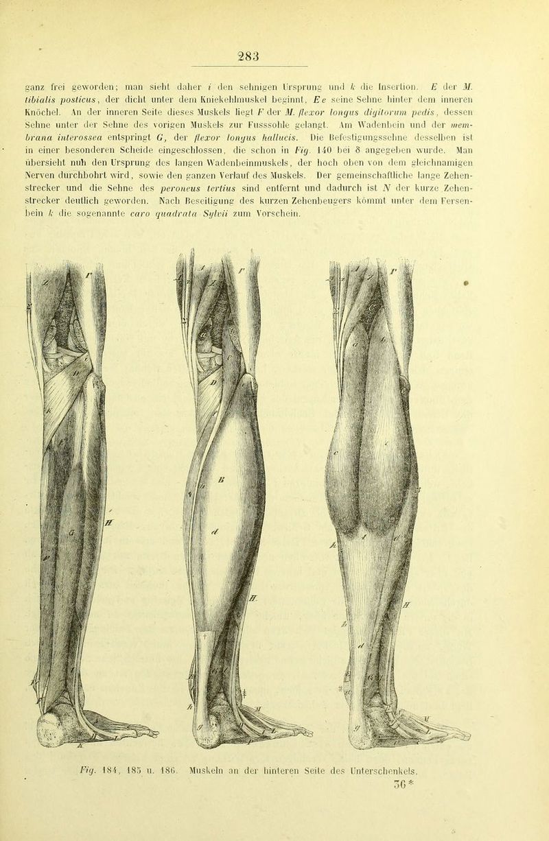 ganz frei geworden; man sieht daher i den seimigen Ursprung und k die Insertion. E der M. libialis posticus, der dicht unter dem Kniekehlmuskel beginnt, Ee seine Sehne hinter dem inneren Knöchel. An der inneren Seite dieses Muskels liegt F der M. (lexor longus diyilormn pedis, dessen Sehne unter der Sehne des vorigen Muskels zur Fusssohle gelangt. Am Wadenbein und der mem- brana interosseci entspringt G, der (lexor longus hallucis. Die Befestigungssehne desselben ist in einer besonderen Scheide eingeschlossen, die schon in Füg IAO bei 8 angegeben wurde. Man übersieht nuh den Ursprung des langen Wadenbeinmuskels, der hoch oben von dem gleichnamigen Nerven durchbohrt wird, sowie den ganzen Verlauf des Muskels. Der gemeinschaftliche lange Zehen- strecker und die Sehne des peroneus tertius sind entfernt und dadurch ist N der kurze Zehen- strecker deutlich geworden. Nach Beseitigung des kurzen Zehenbeugers kömmt unter dem Fersen- bein /,• die sogenannte caro quadrata Sylvii zum Vorschein. Eiy. 184, 185 u. ISO. Muskeln an der hinteren Seite des Unterschenkels. 3G*