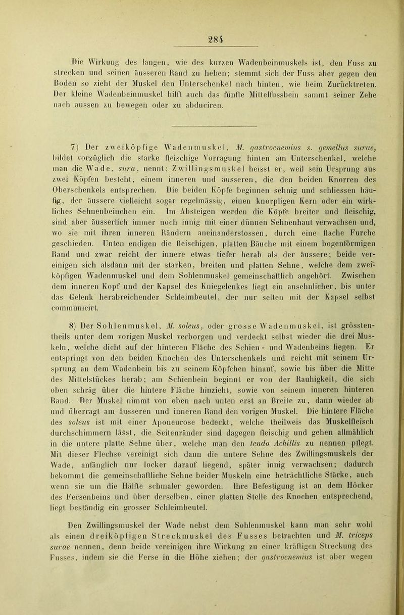 Die Wirkung des langen, wie des kurzen Wadenbeinmuskels ist, den Fuss zu strecken und seinen äusseren Rand zu heben; stemmt sich der Fuss aber gegen den Roden so zieht der Muskel den Unterschenkel nach hinten, wie heim Zurücktreten. Der kleine Wadenbeinmuskel hilft auch das fünfte Mittelfussbein sammt seiner Zehe nach aussen zu bewegen oder zu abduciren. 7) Der zweiköpfige Wadenmuskel, )/. gastrocnemius s. gemellus surae, bildet vorzüglich die starke fleischige Vorragung hinten am Unterschenkel, welche man die Wade, sura, nennt; Zwillingsmuskel heisst er, weil sein Ursprung aus zwei Köpfen besteht, einem inneren und äusseren, die den beiden Knorren des Oberschenkels entsprechen. Die beiden Köpfe beginnen sehnig und scldiessen häu- fig, der äussere vielleicht sogar regelmässig, einen knorpligen Kern oder ein wirk- liches Sehnenbeinchen ein. Im Absteigen werden die Köpfe breiter und fleischig, sind aber äusserlich immer noch innig mit einer dünnen Sehnenhaut verwachsen und, wo sie mit ihren inneren Rändern aneinanderstossen, durch eine flache Furche geschieden. Unten endigen die fleischigen, platten Bäuche mit einem bogenförmigen Rand und zwar reicht der innere etwas tiefer herab als der äussere; beide ver- einigen sich alsdann mit der starken, breiten und platten Sehne, welche dem zwei- köpfigen Wadenmuskel und dem Sohlenmuskel gemeinschaftlich angehört. Zwischen dem inneren Kopf und der Kapsel des Kniegelenkes liegt ein ansehnlicher, bis unter das Gelenk herabreichender Schleimbeutel, der nur selten mit der Kapsel selbst commumcirt. 8) Der Sohlenmuskel, M. soleus, oder grosse Wadenmuskel, ist grössten- theils unter dem vorigen Muskel verborgen und verdeckt selbst wieder die drei Mus- keln, welche dicht auf der hinteren Fläche des Schien - und Wadenbeins liegen. Er entspringt von den beiden Knochen des Unterschenkels und reicht mit seinem Ur- sprung an dem Wadenbein bis zu seinem Köpfchen hinauf, sowie bis über die. Mitte des Milleistückes herab; am Schienbein beginnt er von der Rauhigkeit, die sich oben schräg über die hintere Fläche hinzieht, sowie von seinem inneren hinteren Rand. Der Muskel nimmt von oben nach unten erst an Breite zu, dann wieder ab und überragt am äusseren und inneren Rand den vorigen Muskel. Die hintere Fläche des soleus ist mit einer Aponeurose bedeckt, welche theilweis das Muskelfleisch durchschimmern lässt, die Seitenränder sind dagegen lleischig und gehen allmählich in die untere platte Sehne über, welche man den tendo Achillis zu nennen pliegt. Mit dieser Flechse vereinigt sich dann die untere Sehne des Zwillingsmuskels der Wade, anfänglich nur locker darauf liegend, später innig verwachsen; dadurch bekommt die gemeinschaftliche Sehne beider Muskeln eine beträchtliche Stärke, auch wenn sie um die Hälfte schmaler geworden. Ihre Befestigung ist an dem Höcker des Fersenbeins und über derselben, einer glatten Stelle des Knochen entsprechend, liegt beständig ein grosser Schleimbeutel. Den Zwillingsmuskel der Wade nebst dem Sohlenmuskel kann man sehr wohl als einen dreiköpfigen Streckmuskel des Fusses betrachten und M. triceps surae nennen, denn beide vereinigen ihre Wirkung zu einer kräftigen Streckung des Fusses, indem sie die Ferse in die Höhe ziehen; der gastrocnemius isl aber wegen