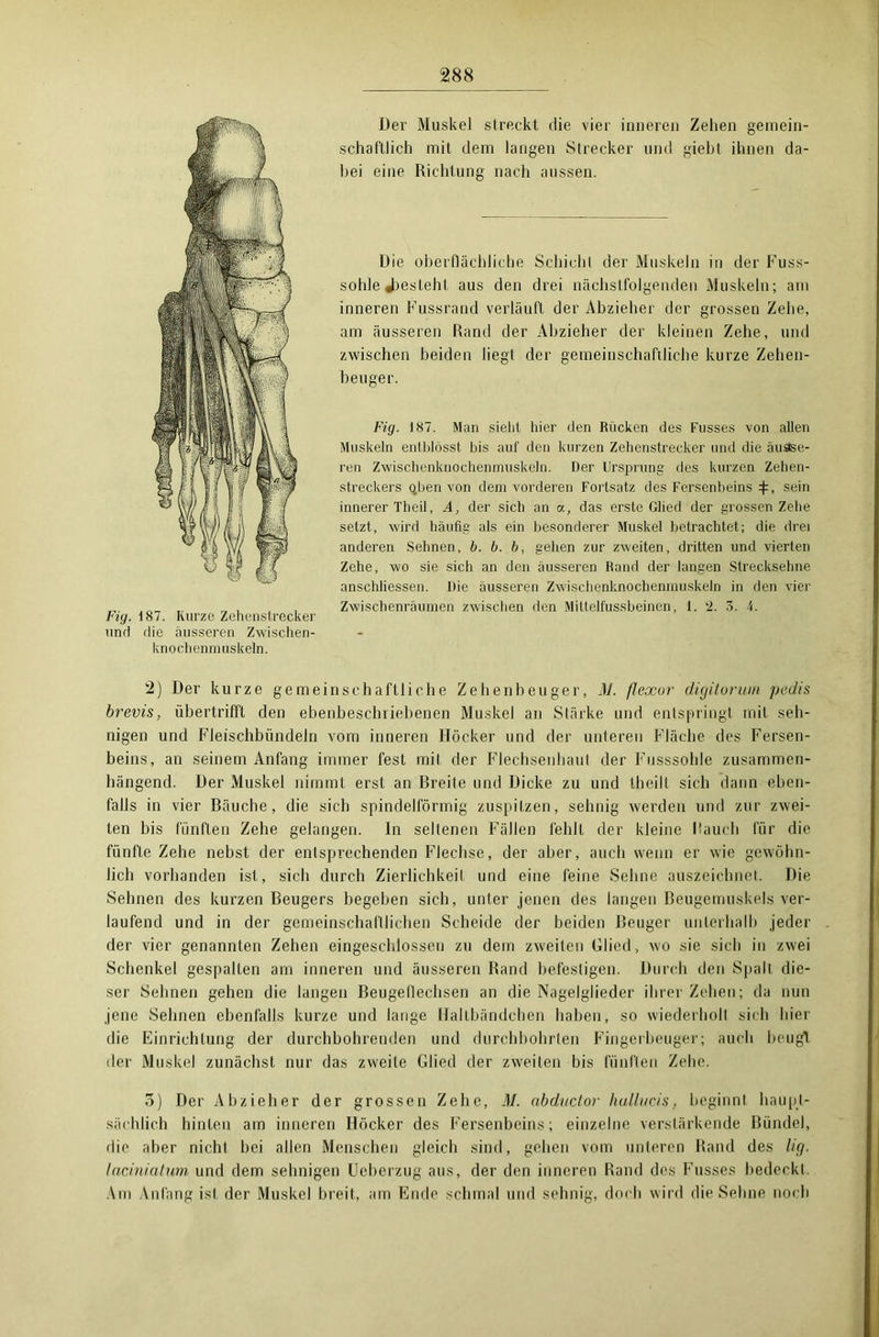 Der Muskel streckt die vier inneren Zehen gemein- schaftlich mit dem langen Strecker und giebt ihnen da- hei eine Richtung nach aussen. Die oberflächliche Schicht der Muskeln in der Fuss- sohle Jaesteht aus den drei nächstfolgenden Muskeln; am inneren Fussrand verläuft der Abzieher der grossen Zehe, am äusseren Rand der Abzieher der kleinen Zehe, und zwischen beiden liegt der gemeinschaftliche kurze Zehen- beuger. Fig. 187. Man sieht hier den Rücken des Fusses von allen Muskeln entblösst bis auf den kurzen Zehenstrecker und die äusse- ren Zwischenknochenmuskeln. Der Ursprung des kurzen Zehen- streckers qben von dem vorderen Fortsatz des Fersenbeins^, sein innerer Th eil, A, der sich an a, das erste Glied der grossen Zehe setzt, wird häufig als ein besonderer Muskel betrachtet; die drei anderen Sehnen, b. b. b, gehen zur zweiten, dritten und vierten Zehe, wo sie sich an den äusseren Rand der langen Strecksehne anschliessen. Die äusseren Zwischenknochenmuskeln in den vier Zwischenräumen zwischen den Mittelfussbeinen, 1. 2. 3. 4. 2) Der kurze gemeinschaftliche Zehenbeuger, M. flexor digitorum pedis brevis, übertrifft den ebenbeschriebenen Muskel an Stärke und entspringt mit seh- nigen und Fleischbündeln vom inneren Höcker und der unteren Fläche des Fersen- beins, an seinem Anfang immer fest mit der Flechsenhaut der Fusssohle zusammen- hängend. Der Muskel nimmt erst an Breite und Dicke zu und theilt sich dann eben- falls in vier Bäuche, die sich spindelförmig zuspitzen, sehnig werden und zur zwei- ten bis fünften Zehe gelangen. In seltenen Fällen fehlt der kleine Hauch für die fünfte Zehe nebst der entsprechenden Flechse, der aber, auch wenn er wie gewöhn- lich vorhanden ist, sich durch Zierlichkeil und eine feine Sehne auszeichnet. Die Sehnen des kurzen Beugers begeben sich, unter jenen des langen Beugemuskels ver- laufend und in der gemeinschaftlichen Scheide der beiden Beuger unterhalb jeder der vier genannten Zehen eingeschlossen zu dem zweiten Glied, wo sie sich in zwei Schenkel gespalten am inneren und äusseren Rand befestigen. Durch den Spalt die- ser Sehnen gehen die langen Beugeflechsen an die Nagelglieder ihrer Zehen; da nun jene Sehnen ebenfalls kurze und lange Hallbändchen haben, so wiederholt sich hier die Einrichtung der durchbohrenden und durchbohrten Fingerbeuger; auch beug! der Muskel zunächst nur das zweite Glied der zweiten bis fünften Zehe. 5) Der Abzieher der grossen Zehe, M. abductor hullucis, beginnt haupt- sächlich hinten am inneren Höcker des Fersenbeins; einzelne verstärkende Bündel, die aber nicht bei allen Menschen gleich sind, gehen vom unteren Rand des lig. laciniatum und dem sehnigen Ueberzug aus, der den inneren Rand des Fusses bedeck! Am Anfang ist der Muskel breit, am Ende schmal und sehnig, doch wird die Sehne noch Fig. 187. Kurze Zehen,Strecker und die äusseren Zwischen- knochenmuskeln.