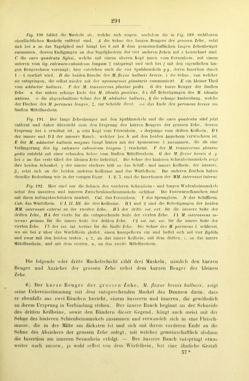 Fig. 100 bildet die Muskeln ab, welche sich zeigen, nachdem die in Fig. 189. sichtbaren oberflächlichen Muskeln entfernt sind. A die Sehne des langen Beugers der grossen Zehe, setzt sich bei a an das Nagelglied und hängt bei b mit B dem gemeinschaftlichen langen Zehenbeuger zusammen, dessen Endigungen an den Nagelgliedern der vier anderen Zehen mit c bezeichnet sind. C die caro quadrata Sglvii, welche mit einem oberen Kopf innen vom Fersenbein, mit einem unteren vom lig. calcaneo-cuboideum longum ± entspringt und sich bei / mit den eigentlichen lan- gen Beugesehnen vereinigt; hier entstehen auch die vier Spuhlmuskeln gg, deren Insertion durch 1—4 markirt wird. D die beiden Bäuche des M. flexor hallucis brevis; X die Sehne, von welcher sie entspringen, die selbst wieder mit der aponeurosis plantaris communicirt. E ein kleiner Theil vom adductor hallucis. F der 31. transversus plantae pedis. G der kurze Beuger der fünften Zehe, a das untere sehnige Ende des M. tibialis posticus, Se die Befestigungen des 31. tibialis anticus. + die abgeschnittene Sehne des M. abductor hallucis, die sehnige Ausbreitung, welche der Flechse des M. peroneus longus, £, zur Scheide dient. +h- das Ende des peroneus brevis am fünften Mittelfussbein. Fig. 191. Der lange Zehenbeuger mit den Spuhlmuskeln und die caro quadrata sind jetzt entfernt und daher übersieht man den Ursprung des kurzen Beugers der grossen Zehe, dessen Ursprung bei X erwähnt ist, pi sein Kopf vom Fersenbein, v derjenige vom driften Keilbein, Dl der innere und D 2 der äussere Bauch, welcher bei li mit den beiden Anziehern verwachsen ist. E der 31. adductor hallucis magnus hängt hinten mit der Aponeurose + zusammen, die als eine Verlängerung des Hg. calcaneo cuboidcum longum ± erscheint. F der M. transversus plantar pedis entsteht mit einer schmalen Sehne vom fünften Mittelfussbein. G der 31. flexor brevis d. q. bei c an das erste Glied der kleinen Zehe befestigt. Die Sehne des hinteren Schienbeinmuskels zeigt ihre beiden Schenkel, y der innere stärkere tritt au das Schiff- und innere Keilbein, der äussere, ß, setzt sich an die beiden anderen Keilbeine und das Würfelbein. Die anderen Zeichen haben dieselbe Bedeutung wie in der vorigen Figur. 1. 2. 3. sind die Insertionen der MM. int erossei interni. Fig. 192. Hier sind nur die Sehnen des vorderen Schienbein - und langen Wadenbeinmuskels nebst den äusseren und inneren Zwischenknochenmuskeln sichtbar. Die Fussvvurzelknochen sind mit ihren Anfangsbuchstaben markirt. Cal. das Fersenbein. T das Sprungbein. N das Schiffbein. Cub. das Würfelbein. C I. 11. III. die drei Keilbeine. II1 und 2 sind die Befestigungen der beiden MM. interossei externi an der zweiten Zehe. H 3 der dritte int. ext. für die äussere Seite der dritten Zehe, Hi der vierte für die entsprechende Seite der vierten Zehe. /I 31. interosseus in- ternus pritnus für die innere Seite der dritten Zehe. 12 int. int. sec. für die innere Seite der vierten Zehe. / 3 der int. int. tertius für die fünfte Zehe. Die Sehne des M. peroneus l. schliesst, wo sie bei x über das Würfelbein gleitet, einen Knorpelkern ein und heftet sich mit vier Zipfeln und zwar mit den beiden ersten, i; ä, an das innere Keilbein, mit dem dritten, t, an das innere Mittelfussbein, und mit dein vierten, x, an das zweite Mittelfussbein. Die folgende oder drille MuskelschichL zählt drei Muskeln, nämlich den kurzen Beuger und Anzieher der grossen Zehe nebsl dem kurzen Beuger der kleinen Zehe. 6) Der kurze Beuger der grossen Zehe, M. flexor brevis hallucis, zeig! seine Uebereinstimmung mil dem entsprechenden Muskel des Daumen darin, dass er ebenfalls aus zwei Bäuchen besteht, einem äusseren und inneren, die gewöhnlich an ihrem Ursprung in Verbindung sieben. Der innere Bauch beginnt an der Schneide des dritten Keilbeins, sowie den Bändern dieser Gegend, hängt auch meist mit der Sehne des hinteren Schienbeinmuskels zusammen und verwandelt sich in eine Fleisch- masse, die in der Mitte am dicksten ist und sich mit ihrem vorderen Ende an die Sehne des Abziehers der grossen Zehe anlegt, mit welcher gemeinschaftlich alsdann die Insertion am inneren Sesambein erfolgt. — Der äussere Bauch entspringt etwas weiter nach aussen, ja wohl selbst von dem Würfelbein, bat. eine ähnliche Gestalt 57*