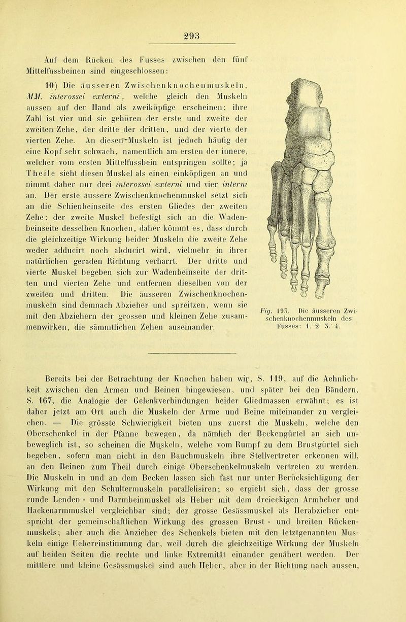 Auf dem Rücken des Fusses zwischen den fünf Mittelfussbeinen sind eingeschlossen: 10) Die äusseren Zwischen kn och en muskeln, MM. interossei externi, welche gleich den Muskeln aussen auf der Hand als zweiköpfige erscheinen; ihre Zahl ist vier und sie gehören der erste und zweite der zweiten Zehe, der dritte der dritten, und der vierte der vierten Zehe. An dieserrGMuskeln ist jedoch häufig der eine Kopf sehr schwach, namentlich am ersten der innere, welcher vom ersten Mittelfussbein entspringen sollte; ja Theile sieht diesen Muskel als einen einköpfigen an und nimmt daher nur drei interossei externi und vier interni an. Der erste äussere Zwischenknochenmuskel setzt sich an die Schienheinseite des ersten Gliedes der zweiten Zehe; der zweite Muskel befestigt sich an die Waden- beinseite desselben Knochen, daher kömmt es, dass durch die gleichzeitige Wirkung beider Muskeln die zweite Zehe weder adducirt noch ahducirt wird, vielmehr in ihrer natürlichen geraden Richtung verharrt. Der dritte und vierte Muskel begeben sich zur Wadenheinseite der drit- ten und vierten Zehe und entfernen dieselben von der zweiten und dritten. Die äusseren Zwischenknochen- muskeln sind demnach Abzieher und spreitzen, wenn sie mit den Abziehern der grossen und kleinen Zehe Zusam- menwirken, die sämmtlichen Zehen auseinander. Fig. 195. Die äusseren Zwi- schenkuochenmuskeln des Fusses: 1. 2. 3. i. Bereits hei der Betrachtung der Knochen haben wp\ S. 119, auf die Aehnlich- keit zwischen den Armen und Beinen hingewiesen, und später hei den Bändern, S. 167, die Analogie der Gelenkverbindungen beider Gliedmassen erwähnt; es ist daher jetzt, am Ort auch die Muskeln der Arme und Beine miteinander zu verglei- chen. — Die grösste Schwierigkeit bieten uns zuerst die Muskeln, welche den Oberschenkel in der Pfanne bewegen, da nämlich der Beckengürtel an sich un- beweglich ist, so scheinen die Muskeln, welche vom Rumpf zu dem Brustgürtel sich begeben, sofern man nicht in den Bauchmuskeln ihre Stellvertreter erkennen will, an den Beinen zum Theil durch einige Oberschenkelmuskeln vertreten zu werden. Die Muskeln in und an dem Becken lassen sich fast nur unter Berücksichtigung der Wirkung mit den Schultermuskeln parallelisiren; so ergiebt. sich, dass der grosse runde Lenden - und Darmbeinmuskel als Heber mit dem dreieckigen Armheber und Hackenarmmuskel vergleichbar sind; der grosse Gesässmuskel als Herabzieher ent- spricht der gemeinschaftlichen Wirkung des grossen Brust - und breiten Rücken- muskels; aber auch die Anzieher des Schenkels bieten mit den letztgenannten Mus- keln einige Uebereinstimmung dar, weil durch die gleichzeitige Wirkung der Muskeln auf beiden Seiten die rechte und linke Extremität einander genähert werden. Der mittlere und kleine Gesässmuskel sind auch Heber, aber in der Richtung nach aussen,