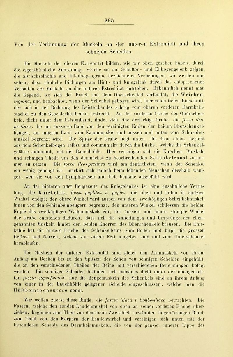 Von der Verbindung der Muskeln an der unteren Extremität und ihren sehnigen Scheiden. Die Muskeln der oberen Extremität bilden, wie wir oben gesehen haben, durch die eigenlhümliche Anordnung, welche sie am Schulter - und Ellbogengelenk zeigen, die als-Acbselhöhle und Ellenbogengrube bezeichneten Vertiefungen; wir werden nun sehen, dass ähnliche Bildungen am Hilft - und Kniegelenk durch das entsprechende Verhalten der Muskeln an der unteren Extremität entstehen. Bekanntlich nennt man die Gegend, wo sich der Bauch mit dem Oberschenkel verbindet, die Weichen, inguina, und beobachtet, wenn der Schenkel gebogen wird, liier einen tiefen Einschnitt, der sich in der Dichtung des Leistenbandes schräg vom oberen vorderen Darmbein- stachel zu den Geschleehtslheilen erstreckt. An der vorderen Fläche des Oberschen- kels, dicht unter dem Leistenband, findet sich eine dreieckige Grube, die fossa ileo- pectinea, die am äusseren Rand von den vereinigten Enden der beiden Qberschenkel- beuger, am inneren Rand vom Kammmuskel und aussen und unten vom Schneider- muskel begrenzt wird. Die Spitze der Grube liegt unten, die Basis oben, bestellt aus dem Schenkelbogen selbst und communicirt durch die Lücke, welche die Schenkel- gefässe aufnimmt, mit der Bauchhöhle. Hier vereinigen sich die Knochen, Muskeln und sehnigen Theile um den demnächst zu beschreibenden Schenkelcanal zusam- men zu setzen. Die fossa ileo-pectinea wird am deutlichsten, wenn der Schenkel ein wenig gebeugt ist, markirt sich jedoch beim lebenden Menschen desshalb weni- ger, weil sie von den Lymphdrüsen und Fett beinahe ausgefüllt wird. An der hinteren oder Beugeseite des Kniegelenkes ist eine ansehnliche Vertie- fung, die Kniekehle, fossa popliteu s. poples, die oben und unten in spitzige Winkel endigt ; der obere Winkel wird aussen von dem zweiköpfigen Schenkelmuskel, innen von den Schienbeinbeugern begrenzt, den unteren Winkel schliessen die beiden Köpfe des zweiköpfigen Wadenmuskels ein; der äussere und innere stumpfe Winkel der Grube entstehen dadurch, dass sich die Anheftungen und Ursprünge der eben- genannten Muskeln hinter den beiden Knorren des Oberschenkels kreuzen. Die Knie- kehle hat die hintere Fläche des Schenkelbeins zum Boden und birgt die grossen Gefässe und Nerven, welche von vielem Fett umgeben sind und zum Unterschenkel herablaufen. Die Muskeln der unteren Extremität sind gleich den Armmuskeln von ihrem Anfang am Becken bis zu den Spitzen der Zehen von sehnigen Scheiden eingehüllt, die an den verschiedenen Theilen der Beine mit verschiedenen Benennungen belegt werden. Die sehnigen Scheiden befinden sich meistens dicht unter der obengedach- ten fascia superficialis: nur die Beugemuskeln des Schenkels sind an ihrem Anfang von einer in der Bauchhöhle gelegenen Scheide eingeschlossen, welche man die Hiiftbeinaponeurose nennt. Wir wollen zuerst diese Binde, die fascia iliaca s. lumbo-iliaca betrachten. Die Fasern, welche den runden Lendenmuskel von oben an seiner vorderen Fläche über- ziehen, beginnen zum Theil von dem beim Zwerchfell erwähnten bogenförmigen Band, zum Theil von den Körpern der Lendenwirbel und vereinigen sich unten mit der besonderen Scheide des Darmbeinmuskels, die von der ganzen inneren Lippe des