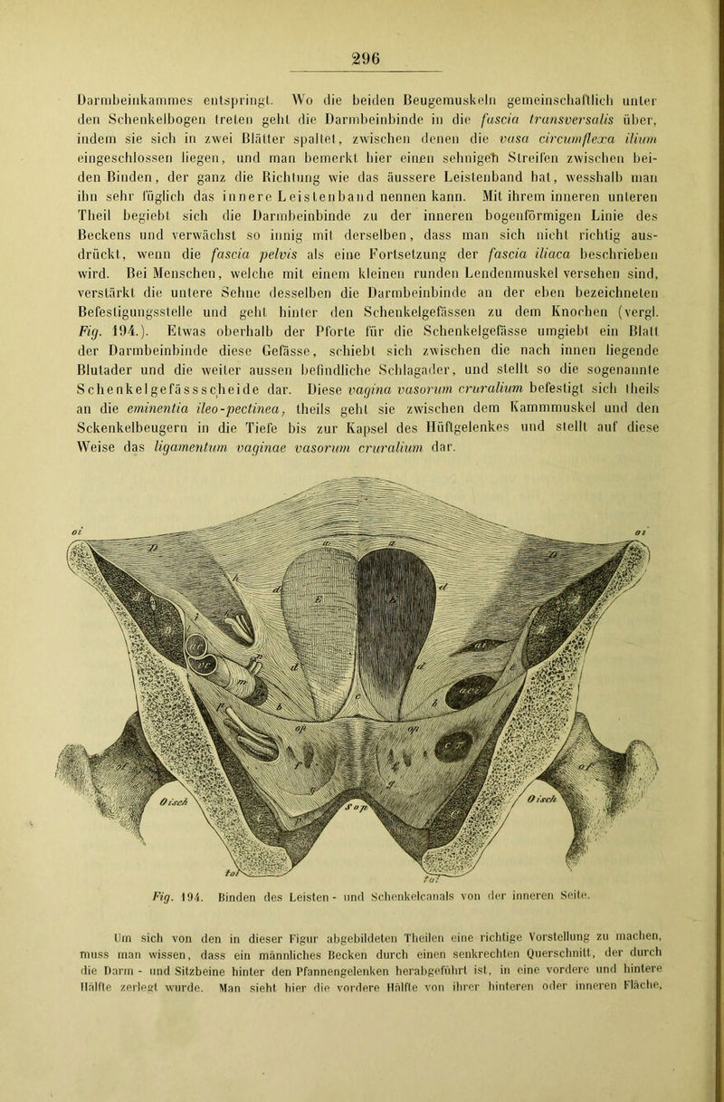 Darmbeinkammes entspringt. Wo die beiden Beugemuskeln gemeinschaftlich unter den Schenkelbogen treten geht die Darmbeinbinde in die fascia transversalis über, indem sie sich in zwei Blätter spaltet, zwischen denen die vasa circumflexa ilium eingeschlossen liegen, und man bemerkt hier einen sehnige?] Streifen zwischen bei- den Binden, der ganz die Richtung wie das äussere Leistenband hat, wesshalb man ihn sehr füglich das innere Leistenhand nennen kann. Mit ihrem inneren unteren Theil begiebt sich die Darmbeinbinde zu der inneren bogenförmigen Linie des Beckens und verwächst so innig mit derselben, dass man sich nicht richtig aus- drückt, wenn die fascia pelvis als eine Fortsetzung der fascia iliaca beschrieben wird. Bei Menschen, welche mit einem kleinen runden Lendenmuskel versehen sind, verstärkt die untere Sehne desselben die Darmbeinbinde an der eben bezeichnten Befestigungsstelle und geht hinter den Schenkelgefässen zu dem Knochen (vergl. Fig. 194.). Etwas oberhalb der Pforte für die Schenkelgefässe umgiebt ein Blatt der Darmbeinbinde diese Gefässe, schiebt sich zwischen die nach innen liegende Blutader und die weiter aussen befindliche Schlagader, und stellt so die sogenannte Schenkel ge fässsch eitle dar. Diese vagina vasorum crnralium befestigt sich theils an die eminentia ileo-pectinea, theils geht sie zwischen dem Kammmuskel und den Sckenkelbeugern in die Tiefe bis zur Kapsel des Hüftgelenkes und stellt auf diese Weise das ligamentum vaginae vasorum cruralium dar. Fig. 194. Binden des Leisten - und Schenkelcanals von der inneren Seite. Um sich von den in dieser Figur abgebildeten Theilen eine richtige Vorstellung zu machen, muss man wissen, dass ein männliches Becken durch einen senkrechten Querschnitt, der durch die Darm - und Sitzbeine hinter den Pfannengelenken herabgeführt ist, in eine vordere und hintere Hälfte zerlegt wurde. Man sieht hier die vordere Hälfte von ihrer hinteren oder inneren Fläche,