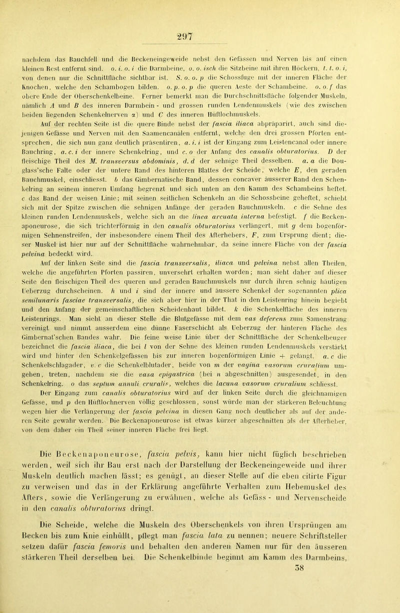 nachdem das Bauchfell und die Beckeneingeweide nebst den befassen und Nerven bis auf einen kleinen Best entfernt sind. o. i. o. i die Darmbeine, u. o. isch die Sitzbeine mit ihren Höckern, 1.1. o. i, von denen nur die Schnittfläche sichtbar ist. S. o. u. p die Schossfuge mit der inneren Fläche der Knochen, welche den Schambogen bilden, o.p.o.p die queren Aeste der Schambeine, o.o.f das obere Ende der Oberschenkelbeine. Ferner bemerkt man die Durchschnittsfläche folgender Muskeln, nämlich A und B des inneren Darmbein - und grossen runden Lendenmuskels (wie des zwischen beiden liegenden Schenkelnerven a) und C des inneren Hüftlochmuskels. Auf der rechten Seite ist die quere Binde nebst der fascia iliaca abpräparirt, auch sind die- jenigen Gefässe und Nerven mit den Saamencanälen entfernt, welche den drei grossen Pforten ent- sprechen, die sich nun ganz deutlich präsentiren, a. i. i ist der Eingang zum l.eistencanal oder innere Bauchring, a.c.i der innere Schenkelring, und c. o der Anfang des canalis obturatorius. D der fleischige Theil des M. transversus abdominis, d.d der sehnige Theil desselben, a. a die Dou- glass’sche Falte oder der untere Band des hinteren Blattes der Scheide, welche E, den geraden Bauchmuskel, einschliesst. b das Gimbernatische Band, dessen concaver äusserer Band den Schen- kelring an seinem inneren Umfang begrenzt und sich unten an den Kamm des Schambeins heftet, c das Band der weisen Linie; mit seinen seitlichen Schenkeln an die Schossbeine geheftet, schiebt sich mit der Spitze zwischen die sehnigen Anfänge der geraden Bauchmuskeln, c die Sehne des kleinen runden Lendenmuskels, welche sich an che linea arcuata interna befestigt, f die Becken- aponeurose, die sich trichterförmig in den canalis obturatorius verlängert, mit g dem bogenför- migen Sehnenstreifen, der insbesondere einem Theil des Afterhebers, F, zum Ursprung dient; die- ser Muskel ist hier nur auf der Schnittfläche wahrnehmbar, da seine innere Fläche von der fascia pelvina bedeckt wird. Auf der linken Seite sind die fascia transversalis, iliaca und pelvina nebst allen Theilen, welche die angeführten Pforten passiren, unversehrt erhalten worden; man sieht daher auf dieser Seile den fleischigen Theil des queren und geraden Bauchmuskels nur durch ihren sehnig häutigen Ueberzug durchscheinen, h und i sind der innere und äussere Schenkel der sogenannten plica semüunaris fasciae transversalis, die sich aber hier in der That in den Leistenring hinein begiebt und den Anfang der gemeinschaftlichen Scheidenhaut bildet, k die Schenkelfläche des inneren Leistenrings. Man sieht an dieser Stelle die Blutgefässe mit dem vas deferens zum Samenstrang vereinigt und nimmt ausserdem eine dünne Faserschicht als Ueberzug der hinteren Fläche des Gimbernat’schen Bandes wahr. Die feine weise Linie über der Schnittfläche der Schenkelbeuger bezeichnet die fascia iliaca, die bei l von der Sehne des kleinen runden Lendenmuskels verstärkt wird und hinter den Schenkelgefässen bis zur inneren bogenförmigen Linie 4- gelangt, a. c die Schenkelschlagader, v.c die Schenkelblutader, beide von in der vagina vasorum cruralium um- geben, treten, nachdem sie die vasa epigastrica (bei n abgeschnitten) ausgesendet, in den Schenkelring. 0 das seplum annuli cruralis, welches die lacuna vasorum cruralium scldiesst. Der Eingang zum canalis obturatorius wird auf der linken Seite durch die gleichnamigen Gefässe, und p den Hüftloohnerven völlig geschlossen, sonst würde man der stärkeren Beleuchtung wegen hier die Verlängerung der fascia pelvina in diesen Gang noch deutlicher als auf der ande- ren Seite gewahr werden. Die Beckenaponeurose ist etwas kürzer abgesclmitten als der tfterheher, von dem daher ein Theil seiner inneren Fläche frei liegt. Die Beckenaponeurose, fascia pelvis, kann liier niclil füglich beschrieben werden, weil sich ihr Bau erst nach der Darstellung der Beckeneingeweide und ihrer Muskeln deutlich machen lässt; es genügt, an dieser Stelle auf die eben cilirle Figur zu verweisen und das in der Erklärung angeführte Verhalten zum Hebemuskel des Afters, sowie die Verlängerung zu erwähnen, welche als Gefäss - und Nervenscheide in den canalis obturatorius dringt. Die Scheide, welche die Muskeln des Oberschenkels von ihren Ursprüngen am Becken bis zum Knie einhüllt, pflegt man fascia lata zu nennen; neuere Schriftsteller setzen dafür fascia femoris und behalten den anderen Namen nur für den äusseren stärkeren Theil derselben bei. Die Schenkelbinde beginnt am Kamm des Darmbeins, 38